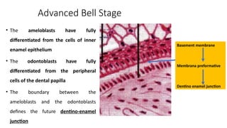 Membrane Preformative Development of a tooth Lecture 4 revised .pptx