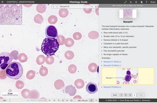 10 µm
  Basophil #2  
Histology Guide
 CHAPTER 8 - HEMATOPOIESIS      Share
MH 034bhr Bone Marrow Smear
asophilic Metamyelocyte
yelocyte matures into a basophilic
12 to 17 µm diameter)
ted, kidney shaped (50% of cell) of mostly
n
ges from blue-gray to pink-gray
ophilic, specific granules
c granules
able of mitosis
amyelocyte (60x) [+]
Band Basophil
The basophilic metamyelocyte matures into a band basophil.
Smaller cells (10 to 12 µm diameter)
Nucleus is elongated and often has a horseshoe-like ("U")
appearance that contains heterochromatin
Cytoplasm is a pale blue-pink
Many very basophilic, specific granules
Few azurophilic granules
No longer capable of mitosis
No band basophil is found on this slide.
Basophil
The band basophil develops into a mature basophil. Basophils
mediate inflammatory responses.
Rare white blood cells (<1%)
Smaller cells (10 to 12 µm diameter)
Nucleus bilobed or S-shaped
Cytoplasm is a pale blue-pink
Many very basophilic, specific granules
Few azurophilic granules
No longer capable of mitosis
Examples:
Basophil #1 (60x) [+]
Basophil #2 (60x) [–]
Basophil #3 (60x) [+]
prev 1 2 3 4 next
© 2005-2023. T. Clark Brelje and Robert L. Sorenson
66 x 66 µm  
60x
 