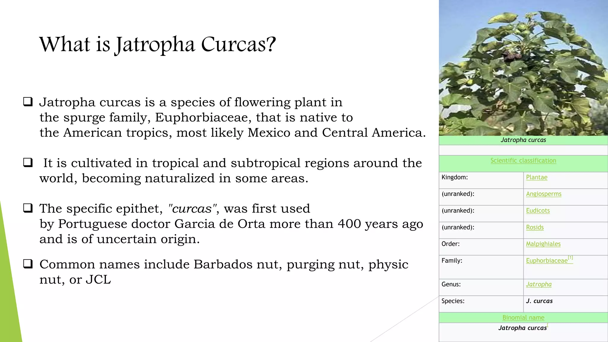 What is Jatropha Curcas?
Jatropha curcas
Scientific classification
Kingdom: Plantae
(unranked): Angiosperms
(unranked): Eudicots
(unranked): Rosids
Order: Malpighiales
Family: Euphorbiaceae
[1]
Genus: Jatropha
Species: J. curcas
Binomial name
Jatropha curcas
[
 Jatropha curcas is a species of flowering plant in
the spurge family, Euphorbiaceae, that is native to
the American tropics, most likely Mexico and Central America.
 It is cultivated in tropical and subtropical regions around the
world, becoming naturalized in some areas.
 The specific epithet, "curcas", was first used
by Portuguese doctor Garcia de Orta more than 400 years ago
and is of uncertain origin.
 Common names include Barbados nut, purging nut, physic
nut, or JCL
 