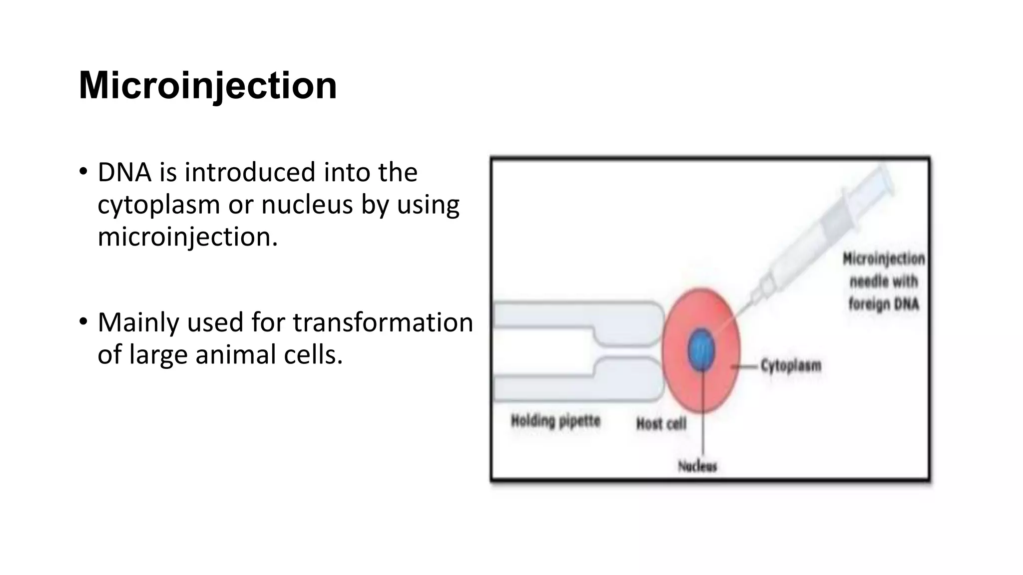 Microinjection
• DNA is introduced into the
cytoplasm or nucleus by using
microinjection.
• Mainly used for transformation
of large animal cells.
 