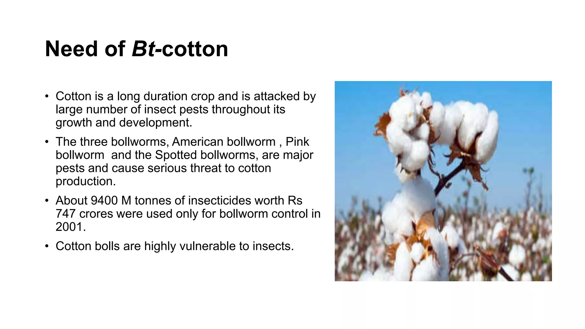 Need of Bt-cotton
• Cotton is a long duration crop and is attacked by
large number of insect pests throughout its
growth and development.
• The three bollworms, American bollworm , Pink
bollworm and the Spotted bollworms, are major
pests and cause serious threat to cotton
production.
• About 9400 M tonnes of insecticides worth Rs
747 crores were used only for bollworm control in
2001.
• Cotton bolls are highly vulnerable to insects.
 