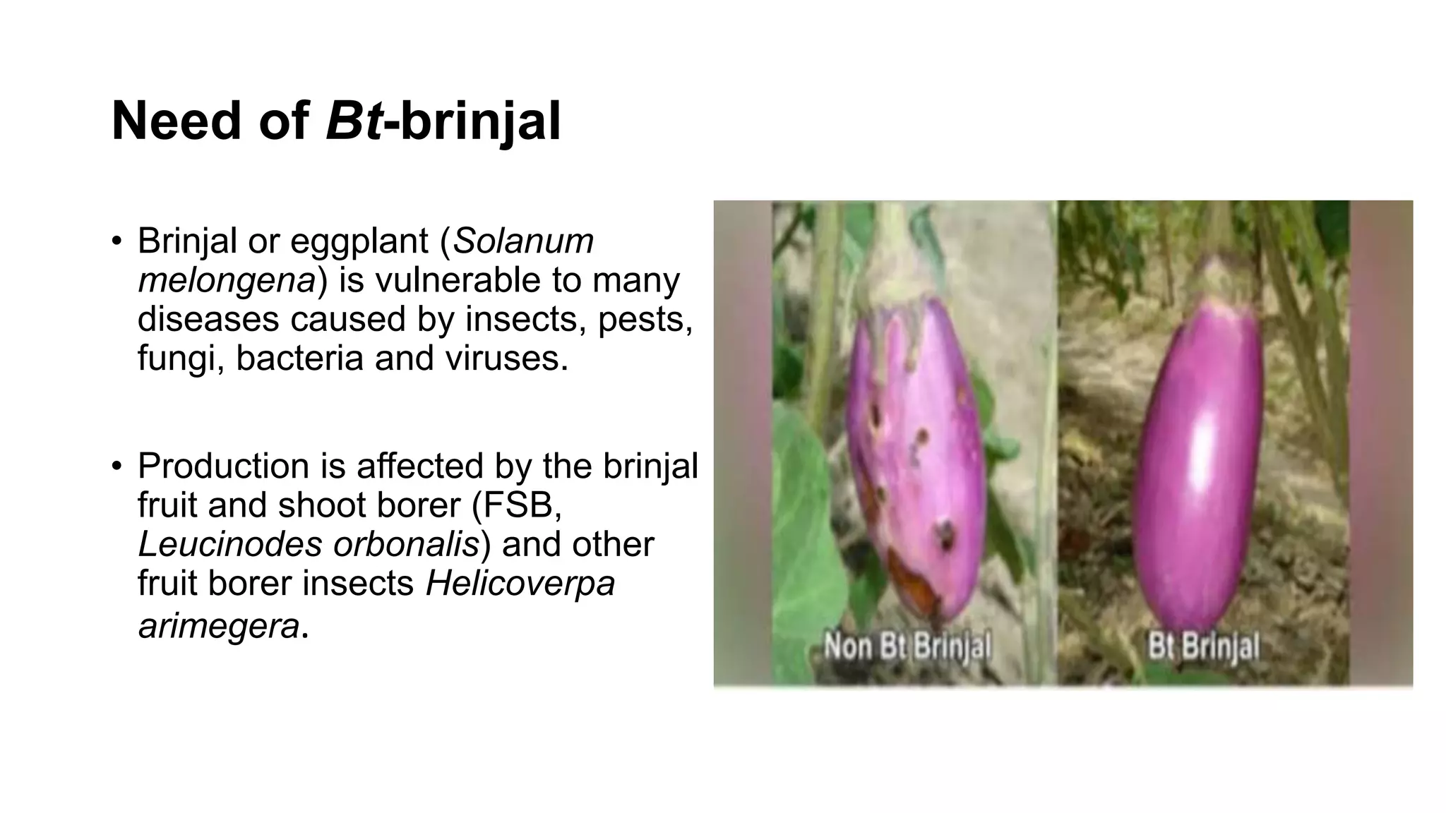 Need of Bt-brinjal
• Brinjal or eggplant (Solanum
melongena) is vulnerable to many
diseases caused by insects, pests,
fungi, bacteria and viruses.
• Production is affected by the brinjal
fruit and shoot borer (FSB,
Leucinodes orbonalis) and other
fruit borer insects Helicoverpa
arimegera.
 