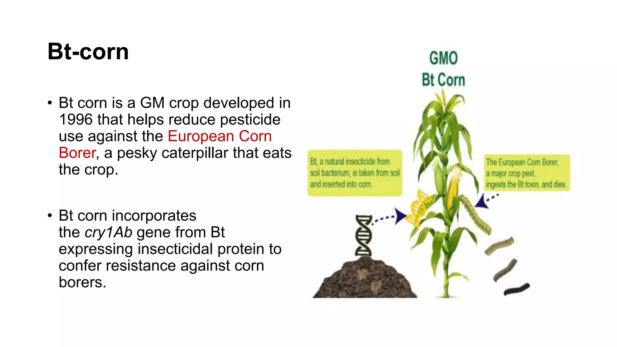 Bt-corn
• Bt corn is a GM crop developed in
1996 that helps reduce pesticide
use against the European Corn
Borer, a pesky caterpillar that eats
the crop.
• Bt corn incorporates
the cry1Ab gene from Bt
expressing insecticidal protein to
confer resistance against corn
borers.
 