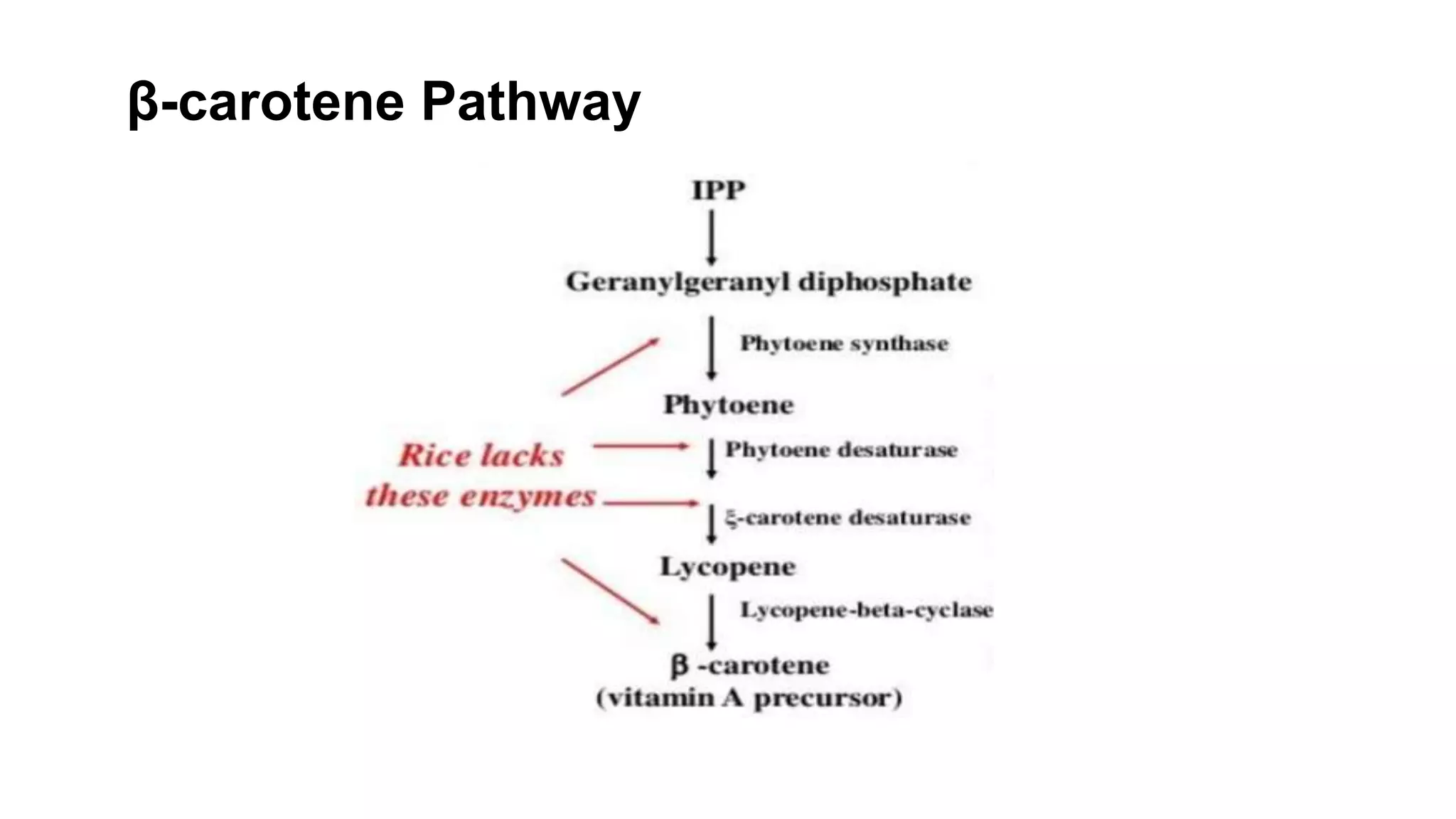 β-carotene Pathway
 