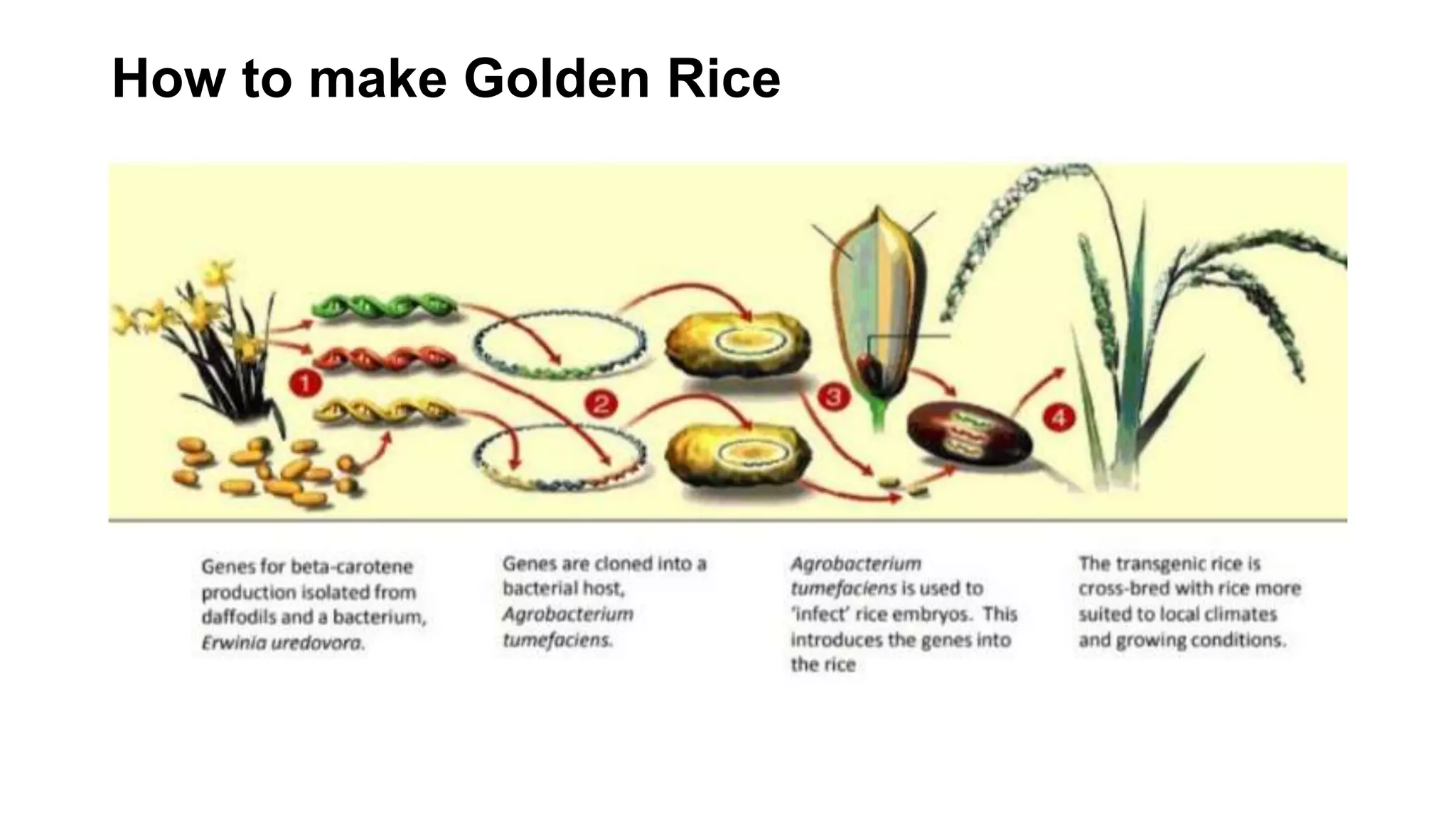 How to make Golden Rice
 