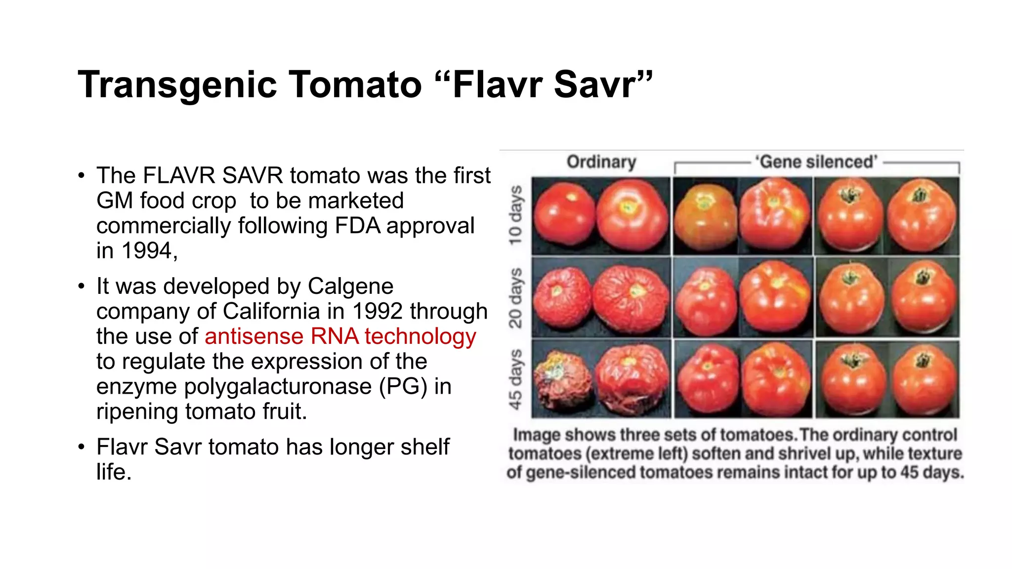 Transgenic Tomato “Flavr Savr”
• The FLAVR SAVR tomato was the first
GM food crop to be marketed
commercially following FDA approval
in 1994,
• It was developed by Calgene
company of California in 1992 through
the use of antisense RNA technology
to regulate the expression of the
enzyme polygalacturonase (PG) in
ripening tomato fruit.
• Flavr Savr tomato has longer shelf
life.
 