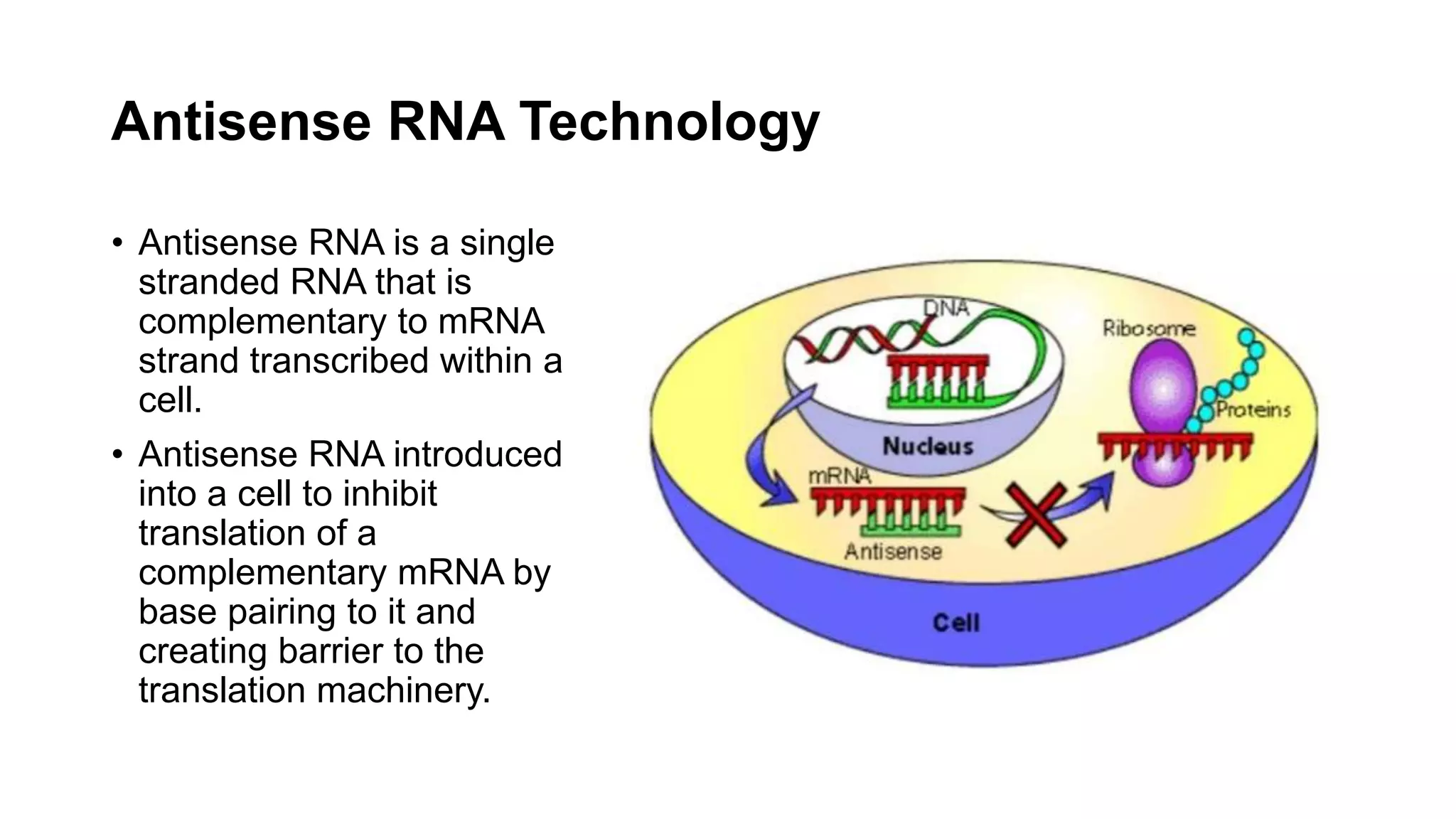 Antisense RNA Technology
• Antisense RNA is a single
stranded RNA that is
complementary to mRNA
strand transcribed within a
cell.
• Antisense RNA introduced
into a cell to inhibit
translation of a
complementary mRNA by
base pairing to it and
creating barrier to the
translation machinery.
 
