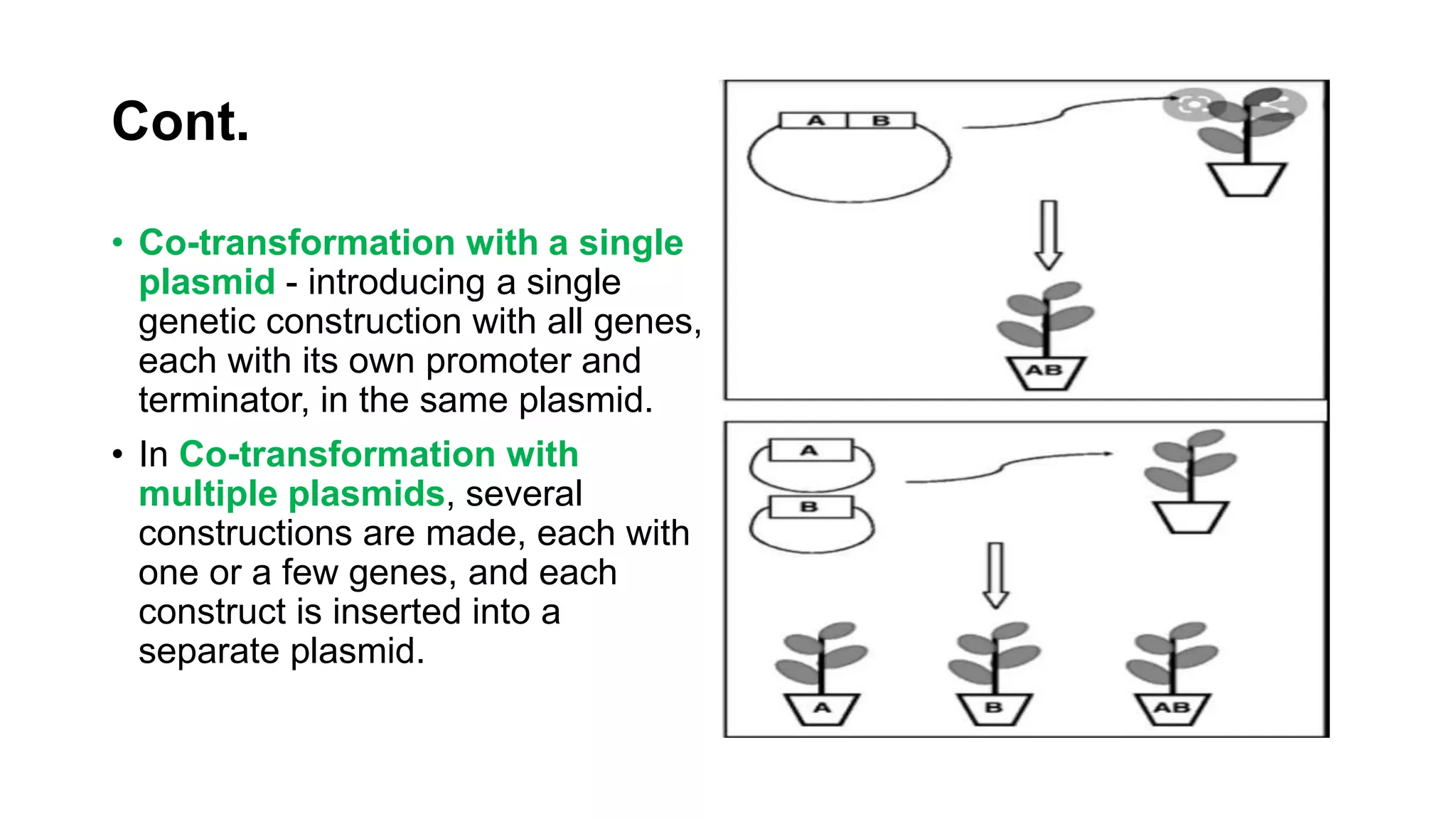 Cont.
• Co-transformation with a single
plasmid - introducing a single
genetic construction with all genes,
each with its own promoter and
terminator, in the same plasmid.
• In Co-transformation with
multiple plasmids, several
constructions are made, each with
one or a few genes, and each
construct is inserted into a
separate plasmid.
 