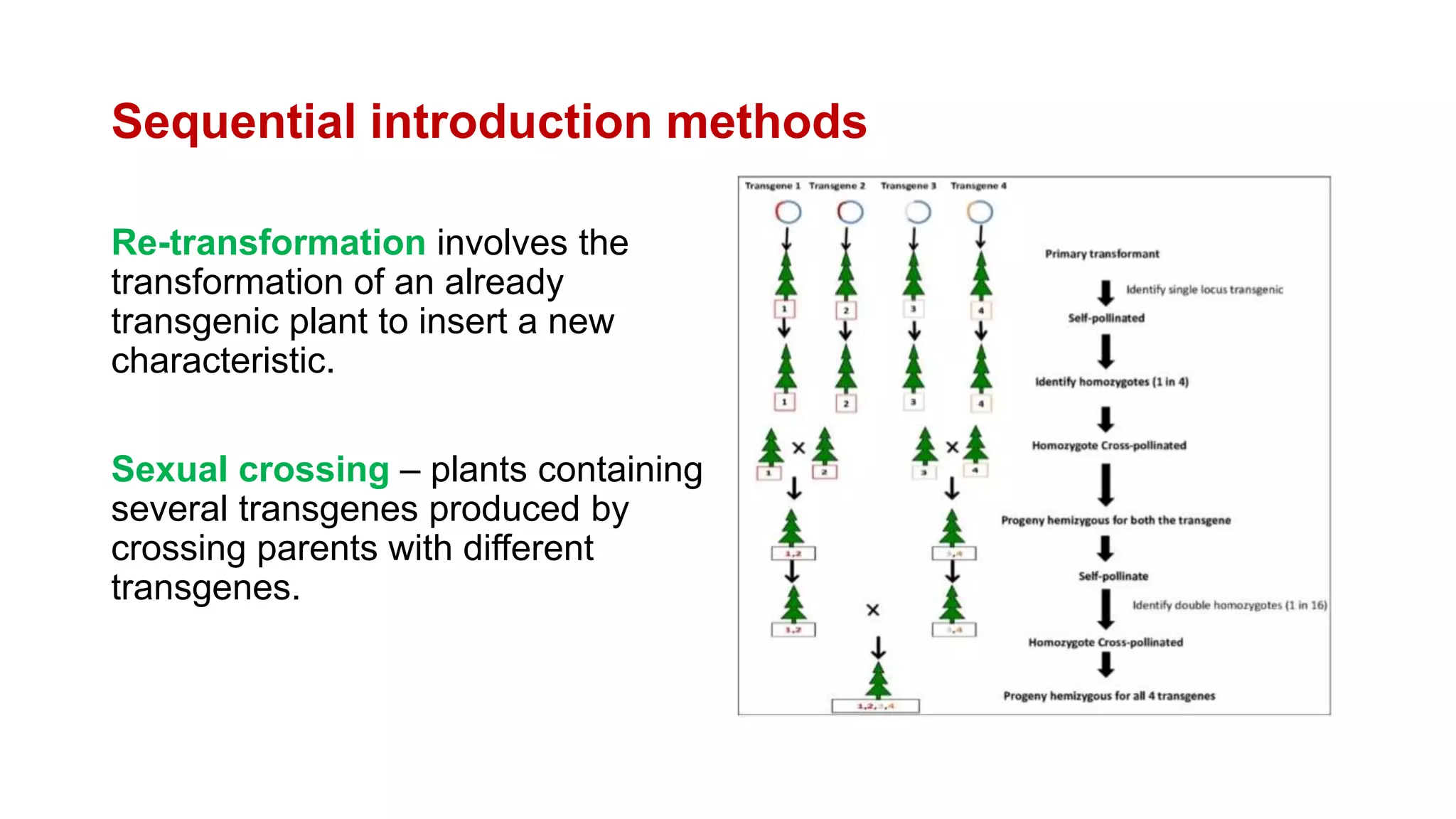 Sequential introduction methods
Re-transformation involves the
transformation of an already
transgenic plant to insert a new
characteristic.
Sexual crossing – plants containing
several transgenes produced by
crossing parents with different
transgenes.
 