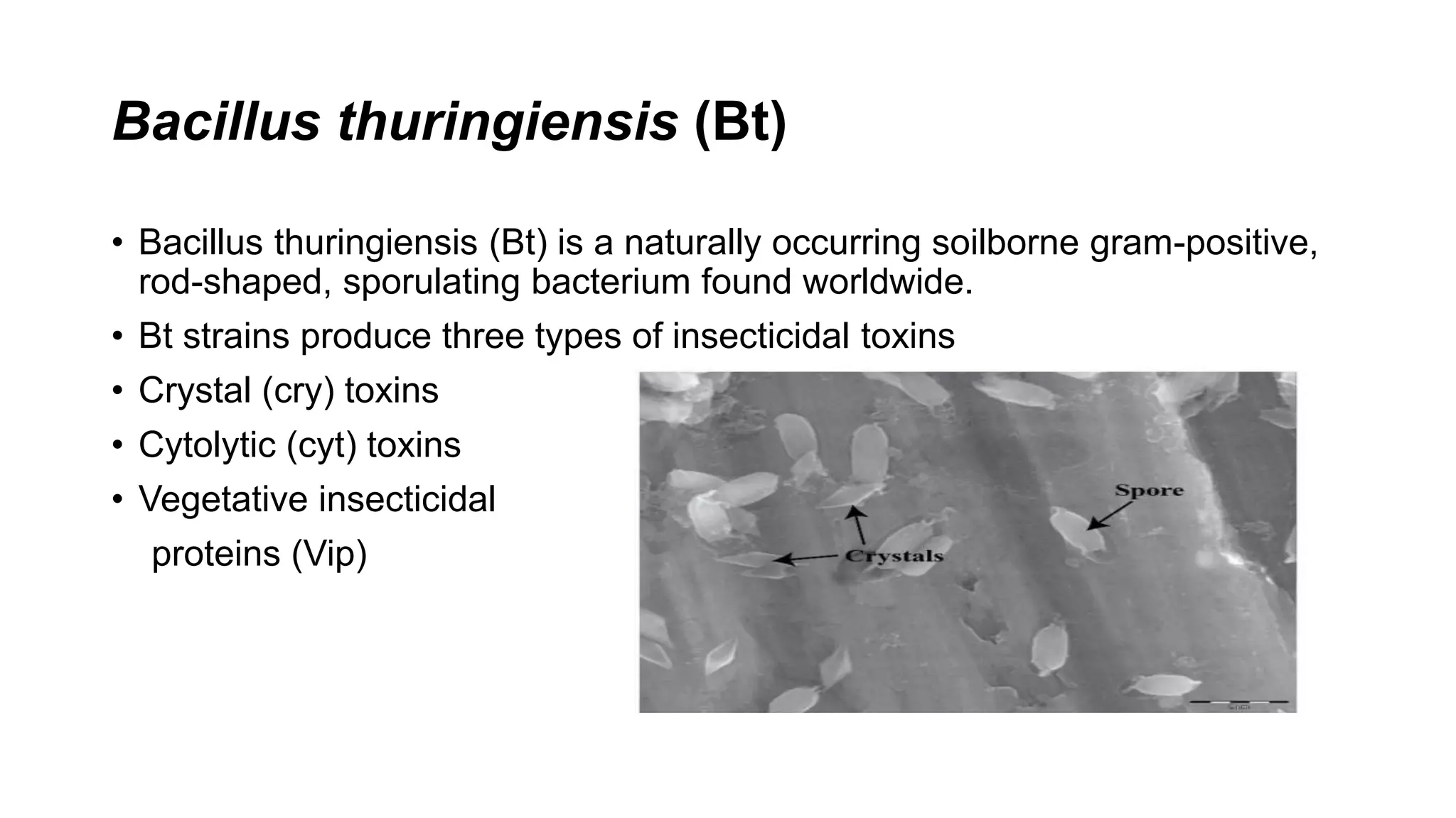 Bacillus thuringiensis (Bt)
• Bacillus thuringiensis (Bt) is a naturally occurring soilborne gram-positive,
rod-shaped, sporulating bacterium found worldwide.
• Bt strains produce three types of insecticidal toxins
• Crystal (cry) toxins
• Cytolytic (cyt) toxins
• Vegetative insecticidal
proteins (Vip)
 
