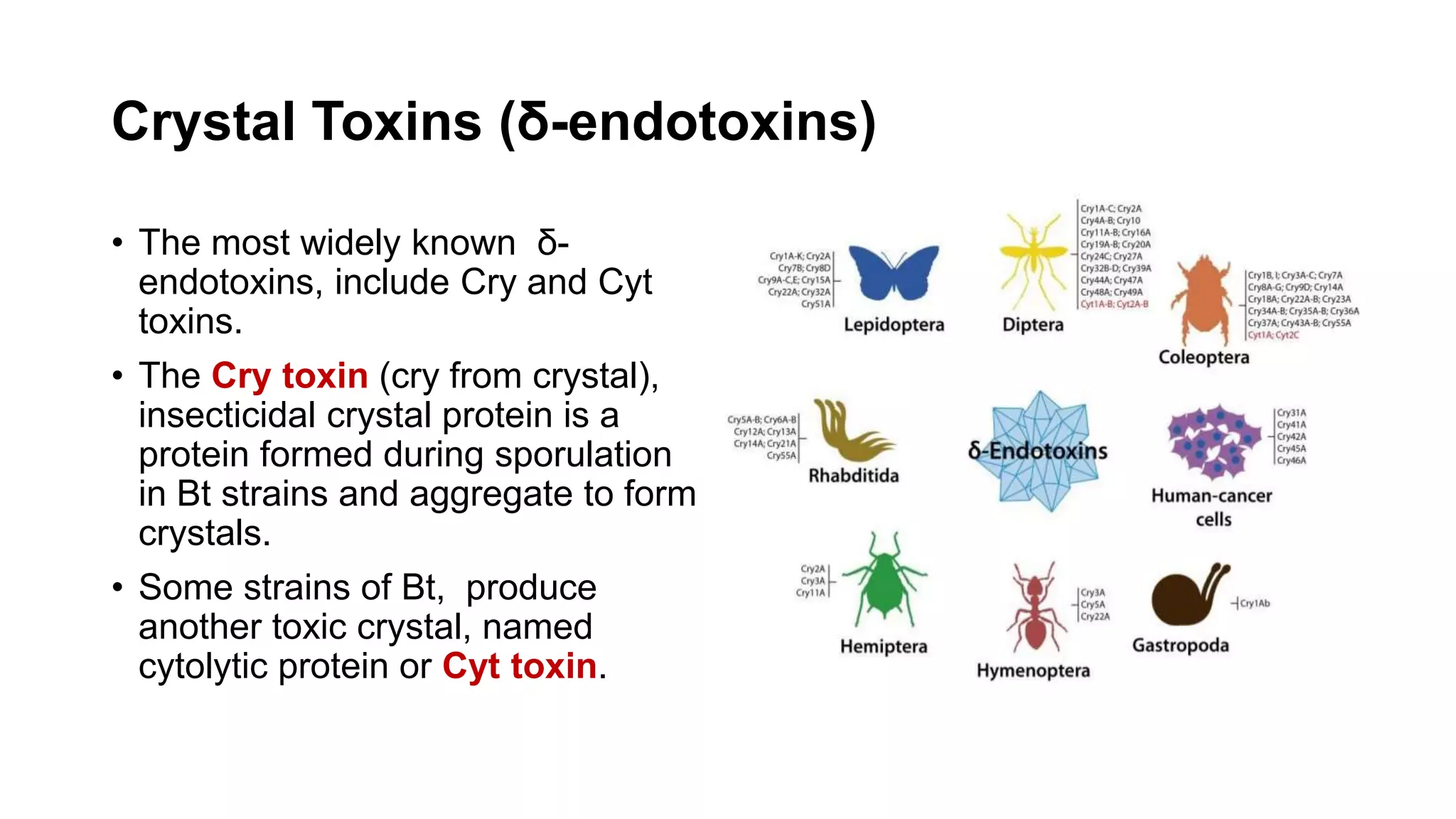 Crystal Toxins (δ-endotoxins)
• The most widely known δ-
endotoxins, include Cry and Cyt
toxins.
• The Cry toxin (cry from crystal),
insecticidal crystal protein is a
protein formed during sporulation
in Bt strains and aggregate to form
crystals.
• Some strains of Bt, produce
another toxic crystal, named
cytolytic protein or Cyt toxin.
 