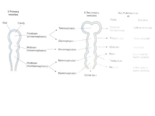 Development of brain | PPTX