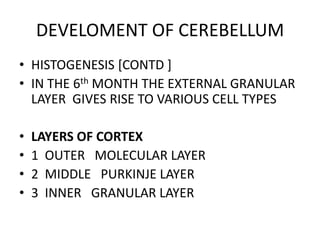 Development of brain | PPTX