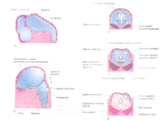 Development of brain | PPTX