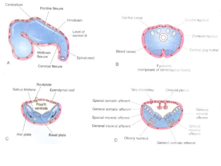 development of brain development of the brain