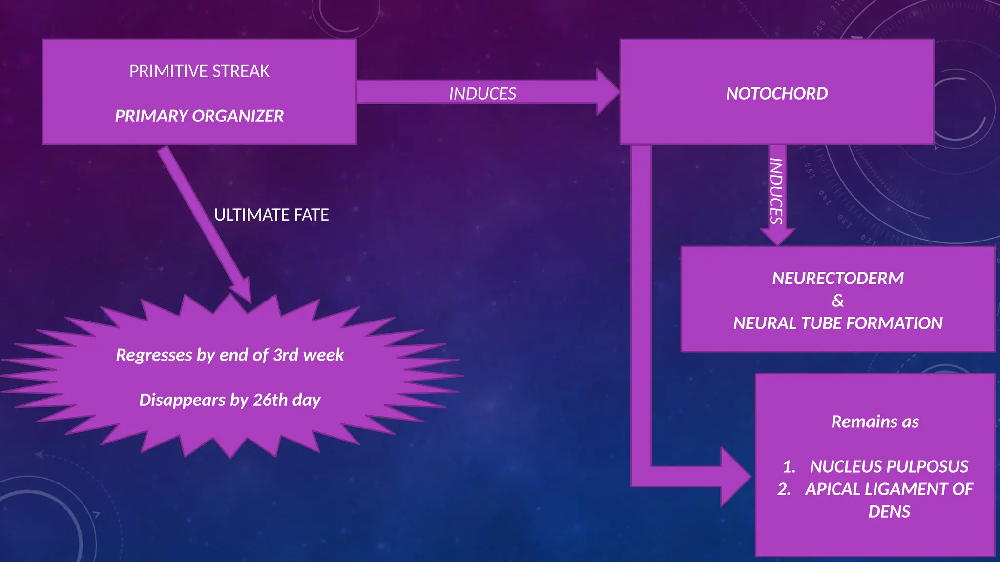 PRIMITIVE STREAK
PRIMARY ORGANIZER
INDUCES
INDUCES
NEURECTODERM
&
NEURAL TUBE FORMATION
NOTOCHORD
ULTIMATE FATE
Regresses by end of 3rd week
Disappears by 26th day
Remains as
1. NUCLEUS PULPOSUS
2. APICAL LIGAMENT OF
DENS
 