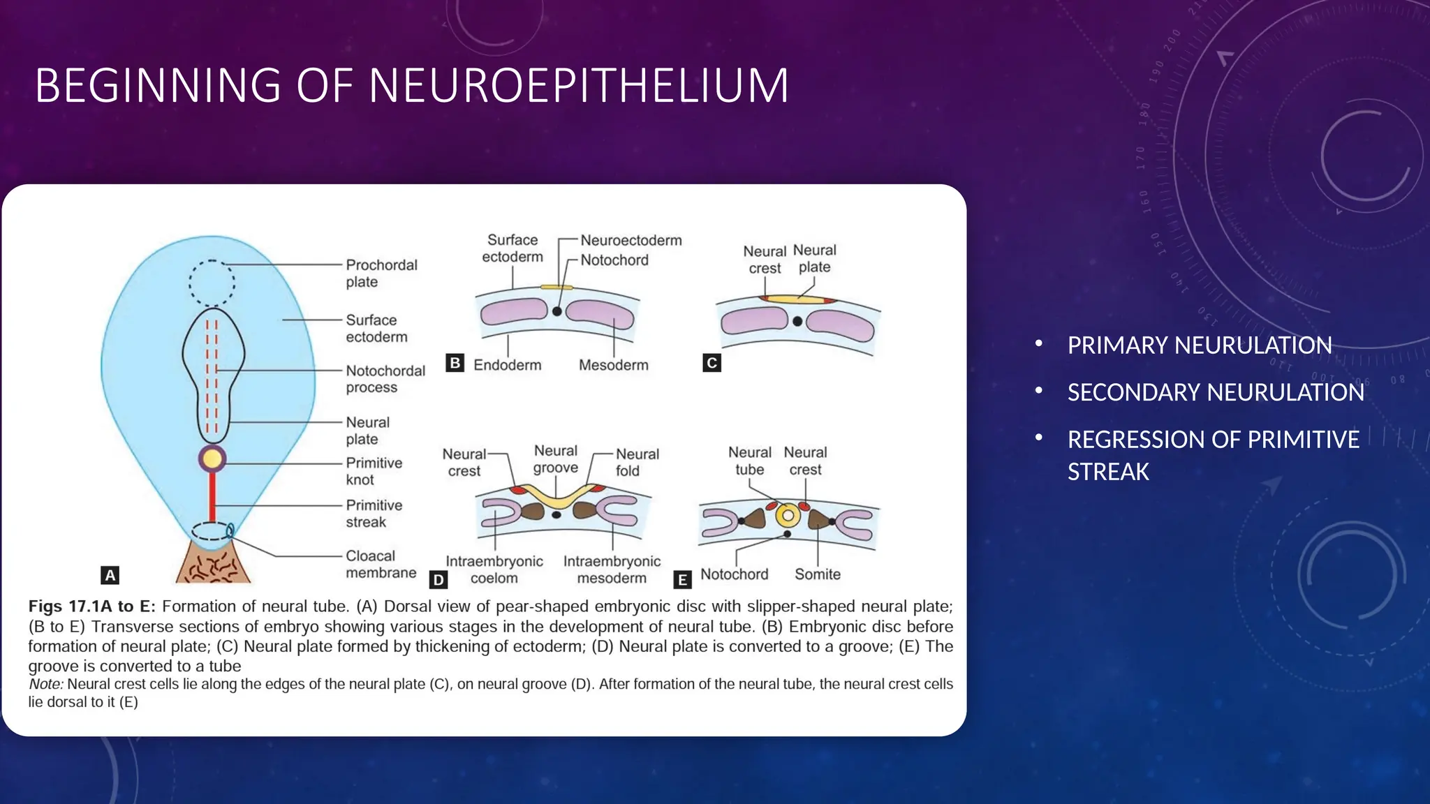 BEGINNING OF NEUROEPITHELIUM
• PRIMARY NEURULATION
• SECONDARY NEURULATION
• REGRESSION OF PRIMITIVE
STREAK
 