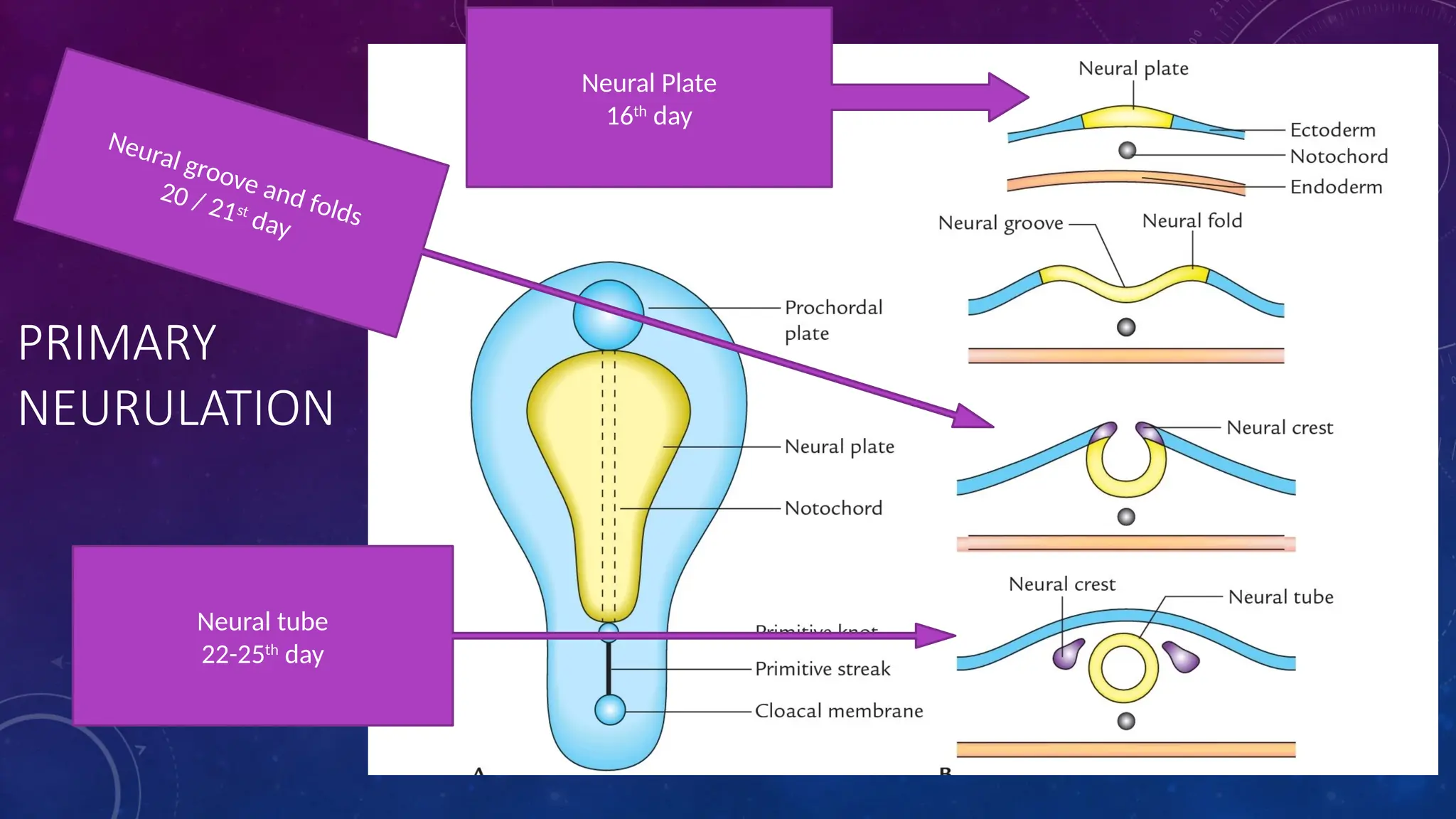 PRIMARY
NEURULATION
Neural Plate
16th
day
Neural tube
22-25th
day
Neural groove and folds
20 / 21st
day
 