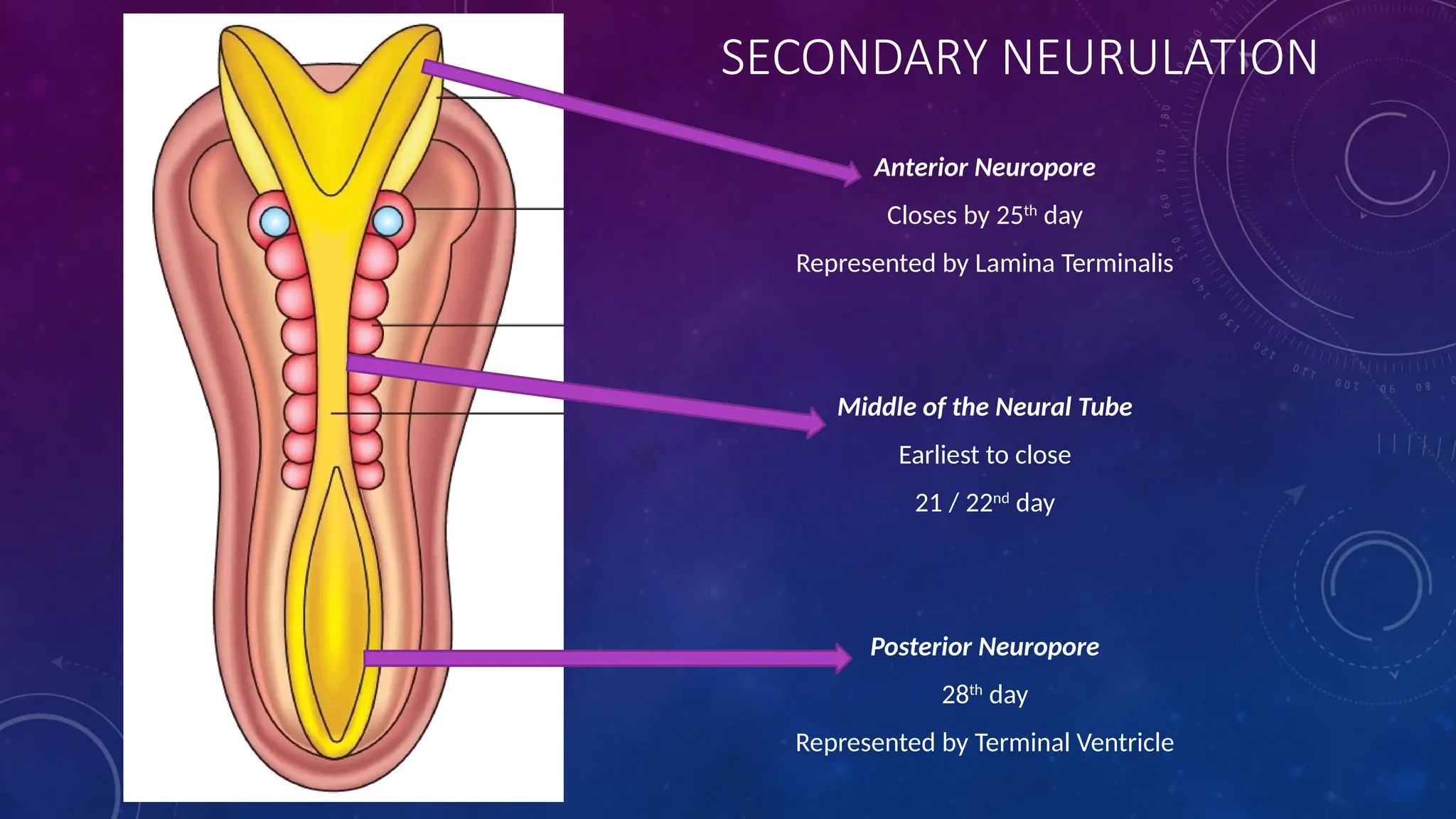 SECONDARY NEURULATION
Anterior Neuropore
Closes by 25th
day
Represented by Lamina Terminalis
Middle of the Neural Tube
Earliest to close
21 / 22nd
day
Posterior Neuropore
28th
day
Represented by Terminal Ventricle
 