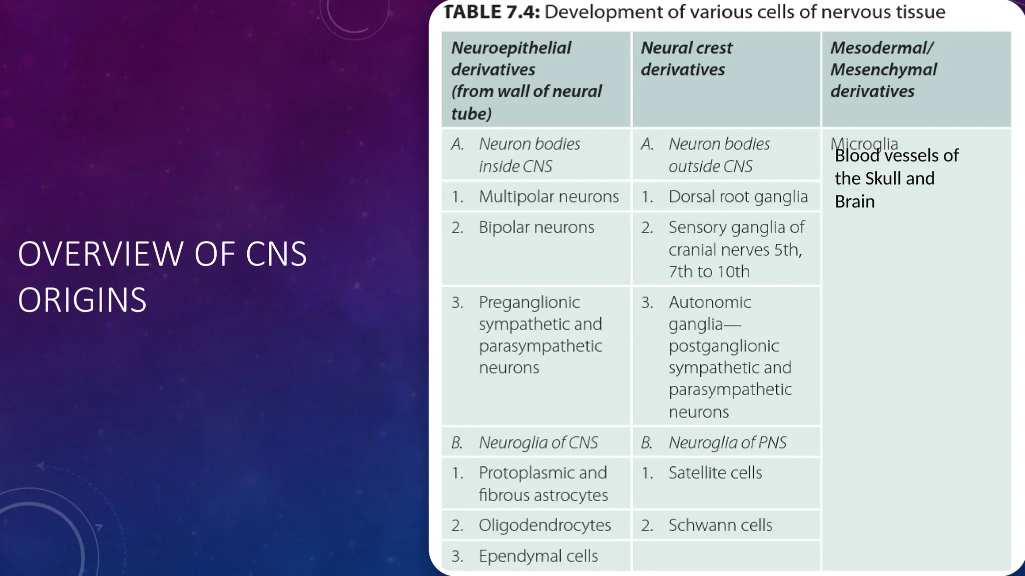 OVERVIEW OF CNS
ORIGINS
Blood vessels of
the Skull and
Brain
 