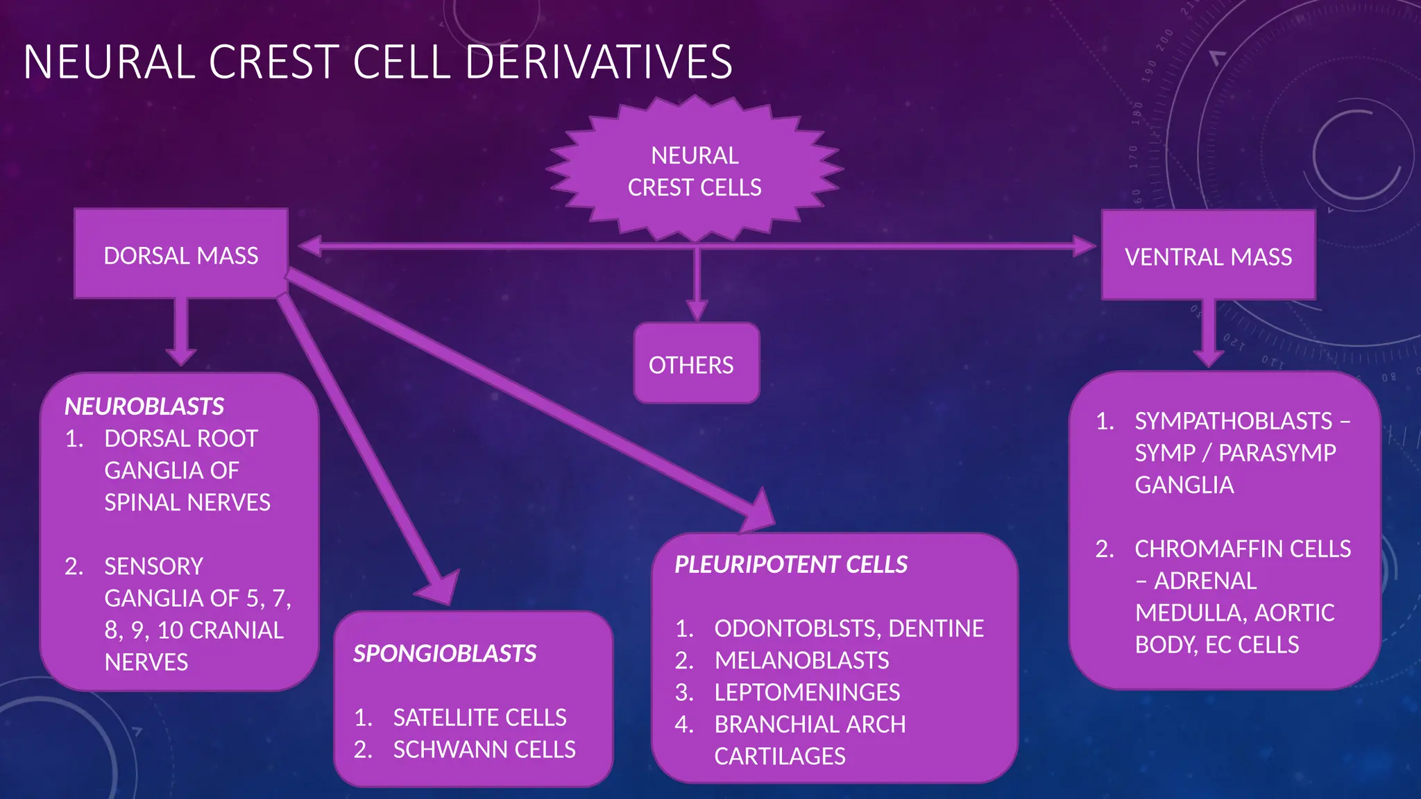 NEURAL CREST CELL DERIVATIVES
NEURAL
CREST CELLS
DORSAL MASS VENTRAL MASS
NEUROBLASTS
1. DORSAL ROOT
GANGLIA OF
SPINAL NERVES
2. SENSORY
GANGLIA OF 5, 7,
8, 9, 10 CRANIAL
NERVES
1. SYMPATHOBLASTS –
SYMP / PARASYMP
GANGLIA
2. CHROMAFFIN CELLS
– ADRENAL
MEDULLA, AORTIC
BODY, EC CELLS
SPONGIOBLASTS
1. SATELLITE CELLS
2. SCHWANN CELLS
PLEURIPOTENT CELLS
1. ODONTOBLSTS, DENTINE
2. MELANOBLASTS
3. LEPTOMENINGES
4. BRANCHIAL ARCH
CARTILAGES
OTHERS
 