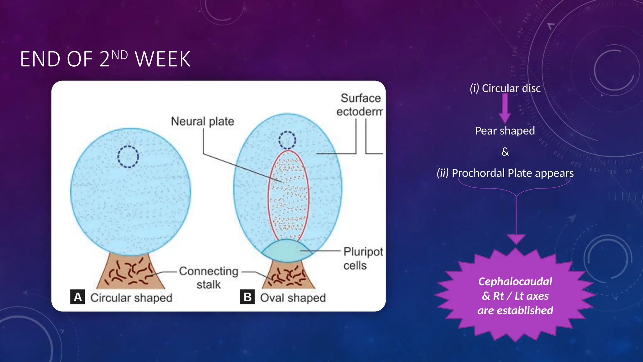 END OF 2ND
WEEK
(i) Circular disc
Pear shaped
&
(ii) Prochordal Plate appears
Cephalocaudal
& Rt / Lt axes
are established
 
