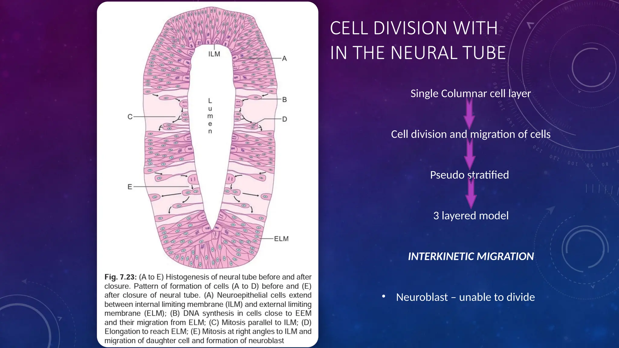 CELL DIVISION WITH
IN THE NEURAL TUBE
Single Columnar cell layer
Cell division and migration of cells
Pseudo stratified
3 layered model
INTERKINETIC MIGRATION
• Neuroblast – unable to divide
 