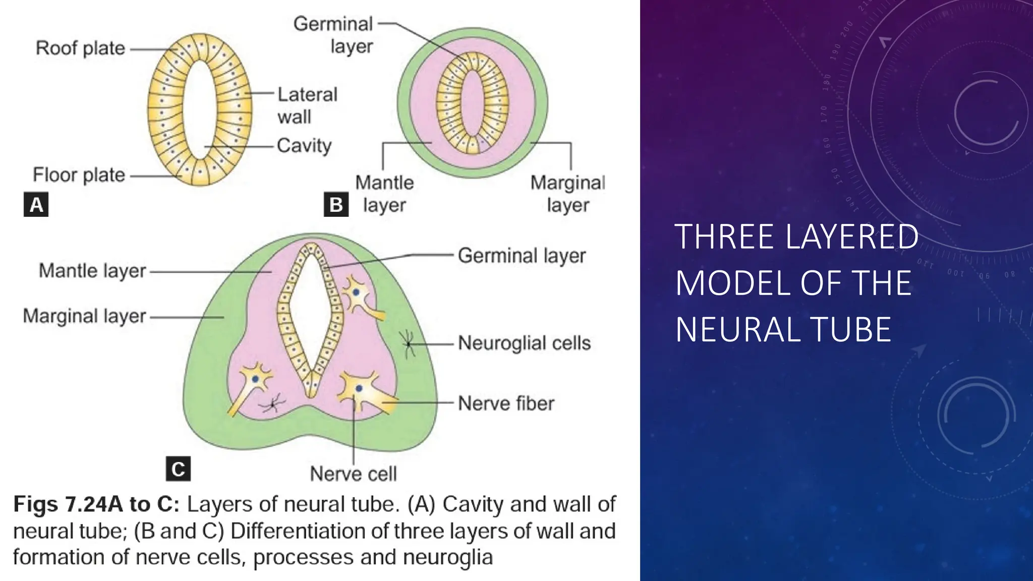 THREE LAYERED
MODEL OF THE
NEURAL TUBE
 
