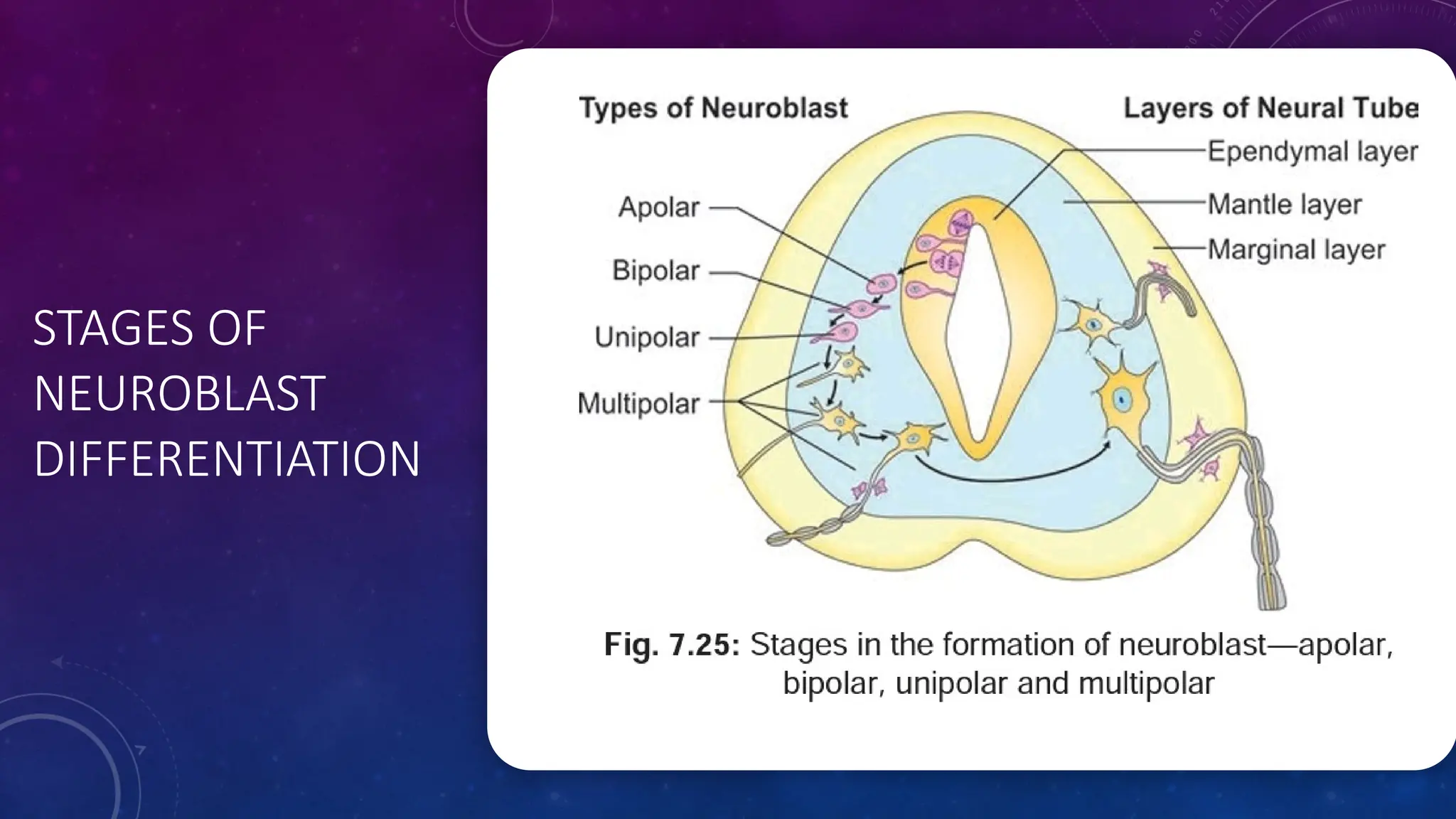 STAGES OF
NEUROBLAST
DIFFERENTIATION
 