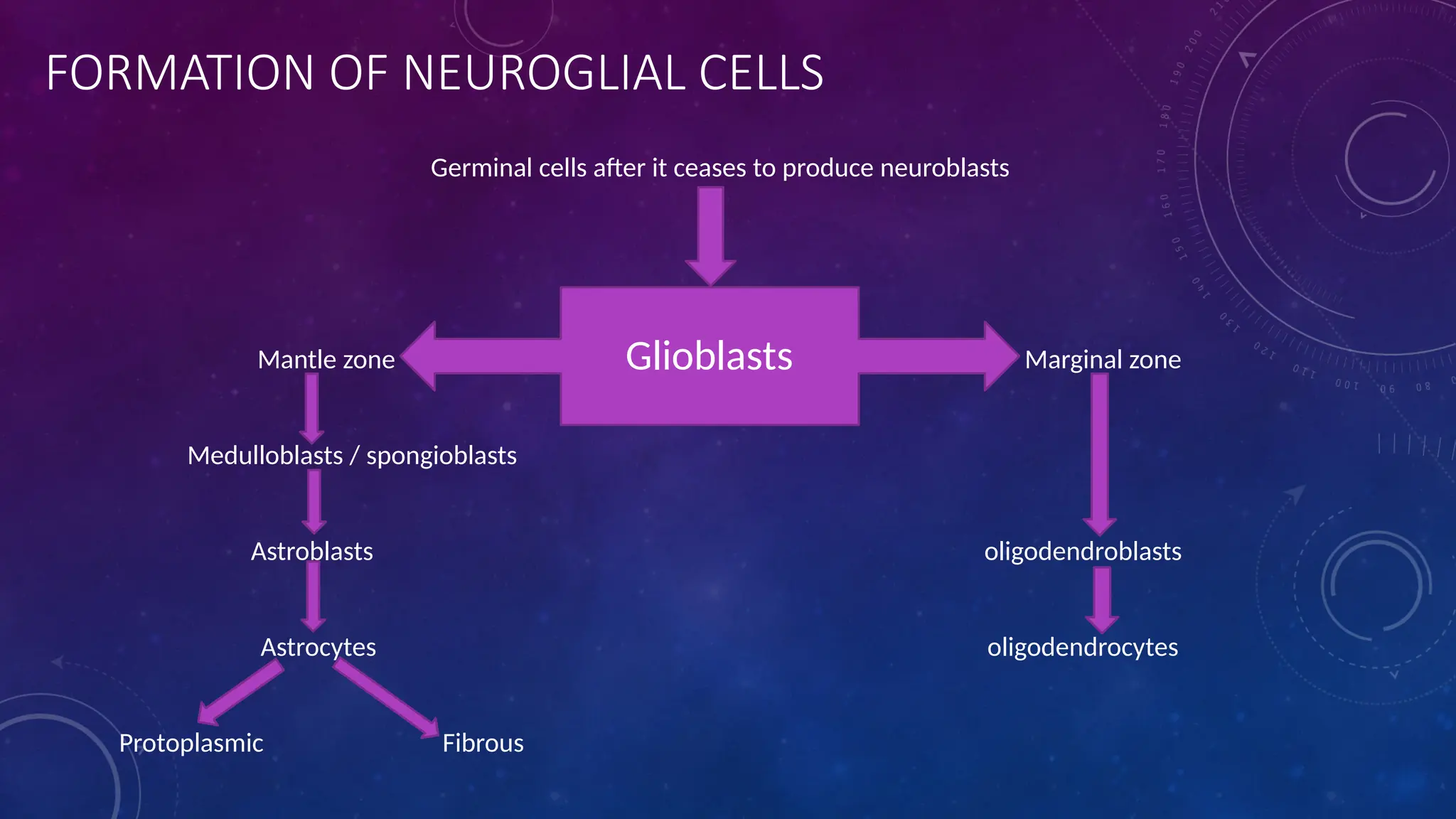 FORMATION OF NEUROGLIAL CELLS
Germinal cells after it ceases to produce neuroblasts
Mantle zone Marginal zone
Medulloblasts / spongioblasts
Astroblasts oligodendroblasts
Astrocytes oligodendrocytes
Protoplasmic Fibrous
Glioblasts
 