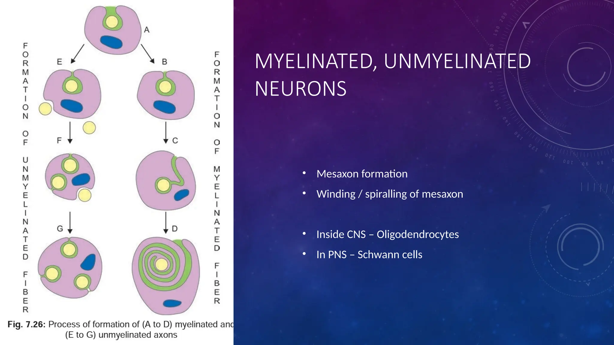 MYELINATED, UNMYELINATED
NEURONS
• Mesaxon formation
• Winding / spiralling of mesaxon
• Inside CNS – Oligodendrocytes
• In PNS – Schwann cells
 