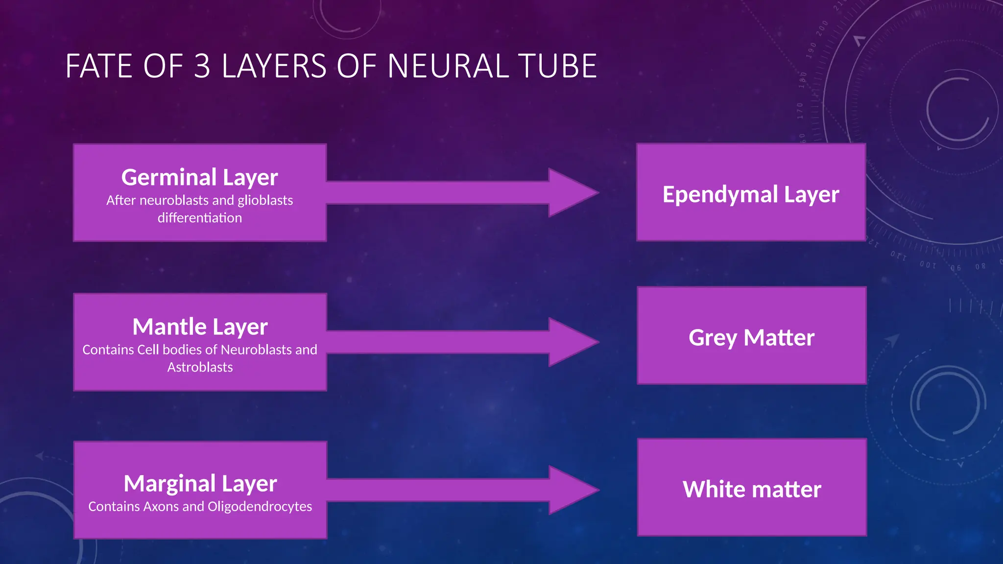 FATE OF 3 LAYERS OF NEURAL TUBE
Germinal Layer
After neuroblasts and glioblasts
differentiation
Mantle Layer
Contains Cell bodies of Neuroblasts and
Astroblasts
Marginal Layer
Contains Axons and Oligodendrocytes
Ependymal Layer
Grey Matter
White matter
 