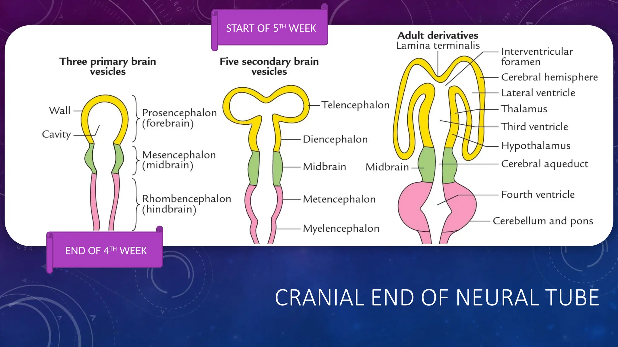 CRANIAL END OF NEURAL TUBE
END OF 4TH
WEEK
START OF 5TH
WEEK
 
