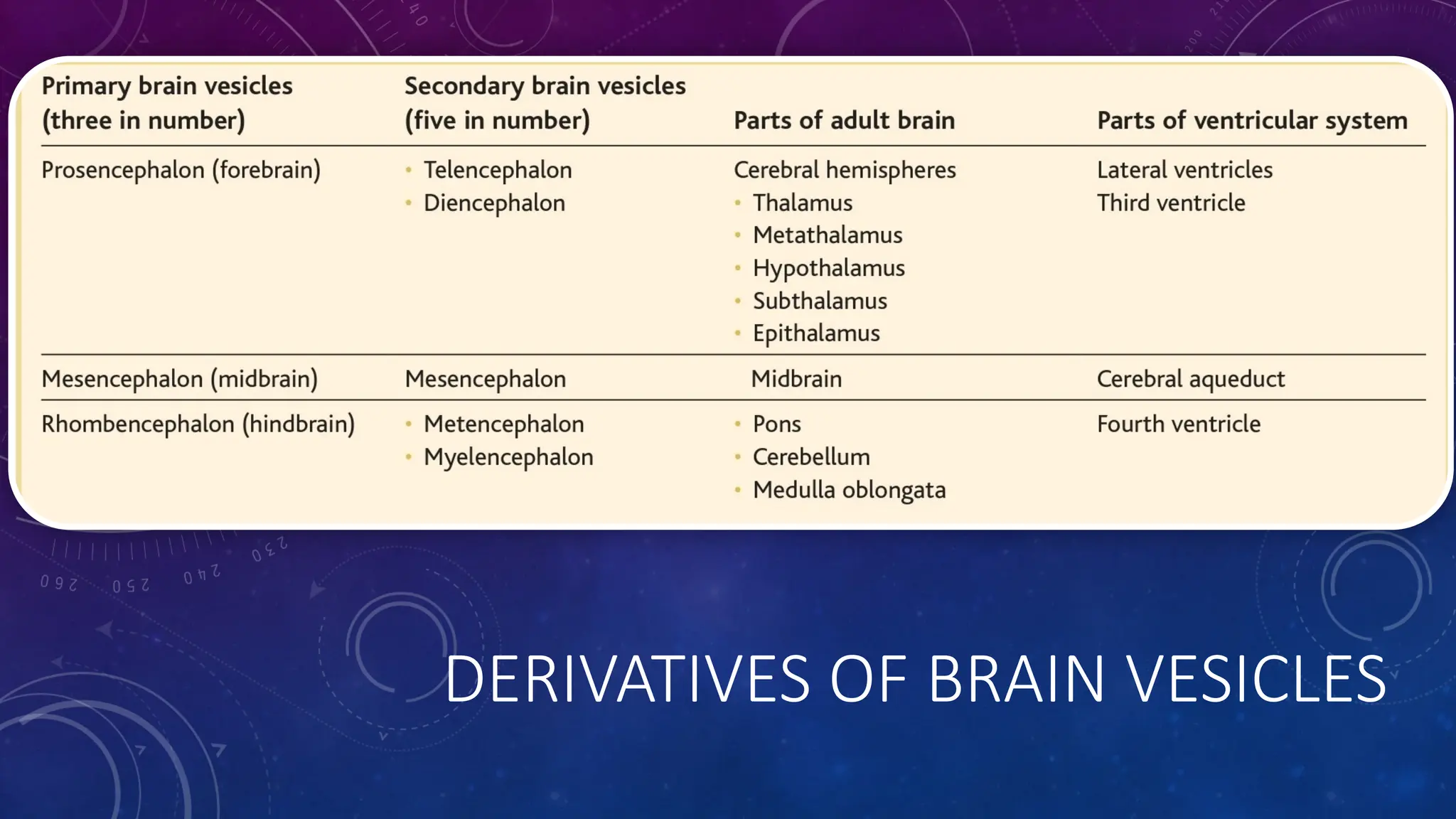 DERIVATIVES OF BRAIN VESICLES
 