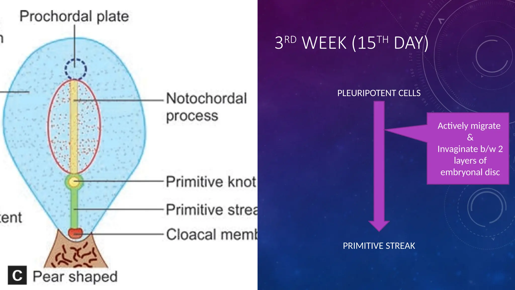 3RD
WEEK (15TH
DAY)
PLEURIPOTENT CELLS
PRIMITIVE STREAK
Actively migrate
&
Invaginate b/w 2
layers of
embryonal disc
 