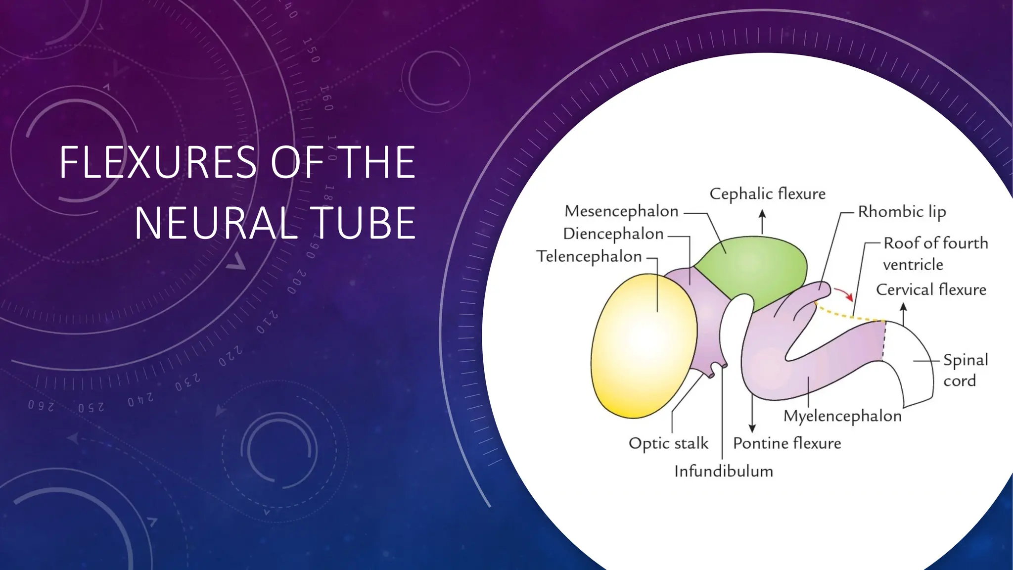 FLEXURES OF THE
NEURAL TUBE
 
