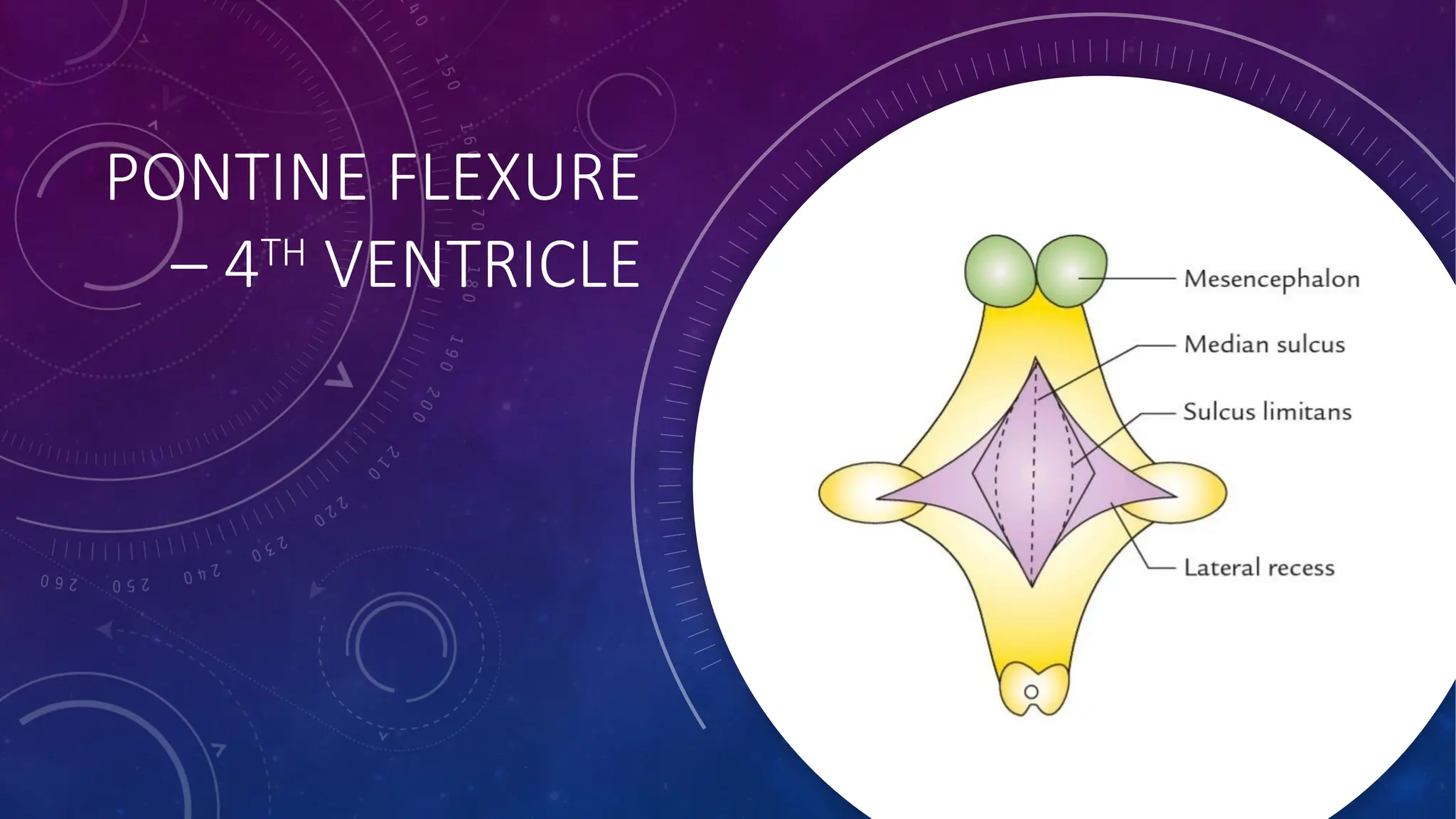 PONTINE FLEXURE
– 4TH
VENTRICLE
 