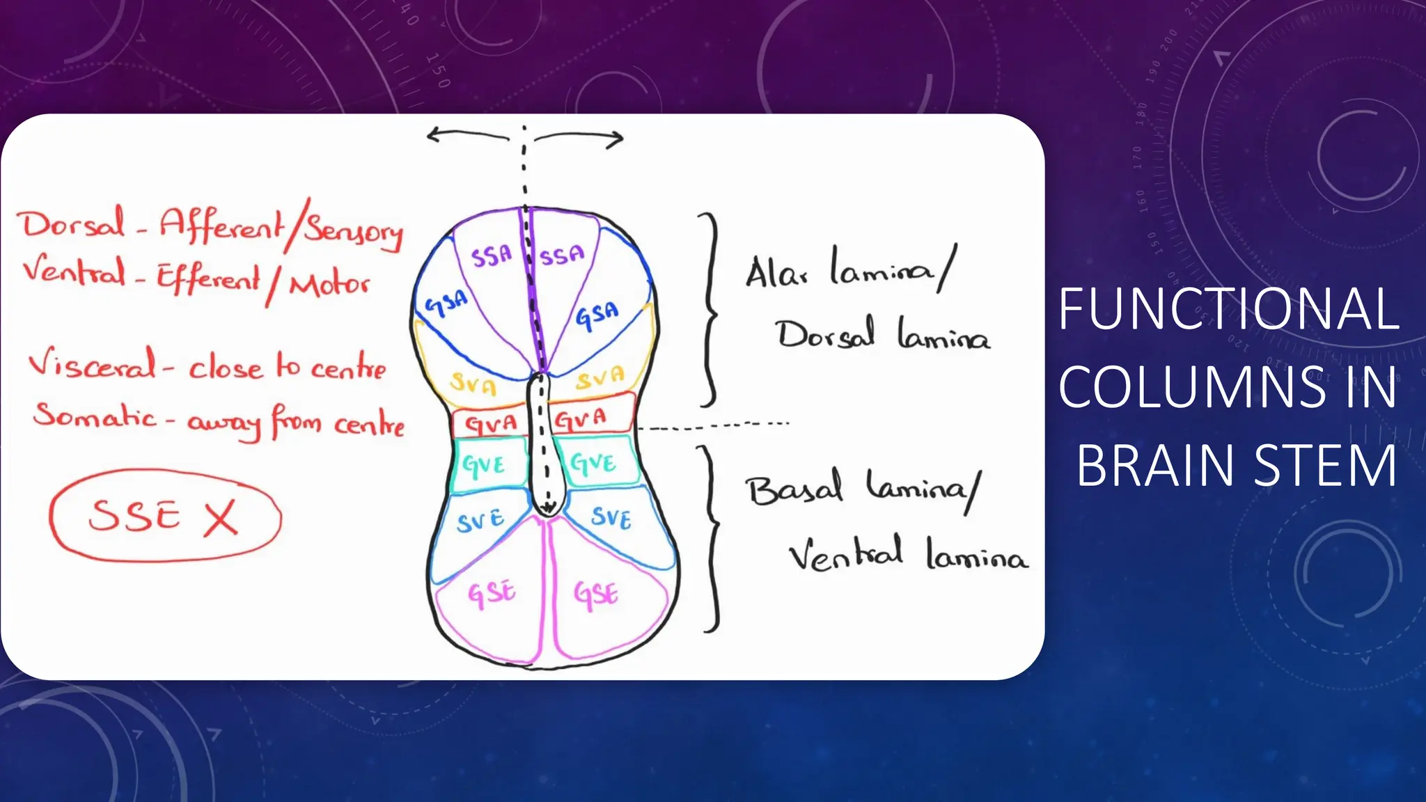FUNCTIONAL
COLUMNS IN
BRAIN STEM
 