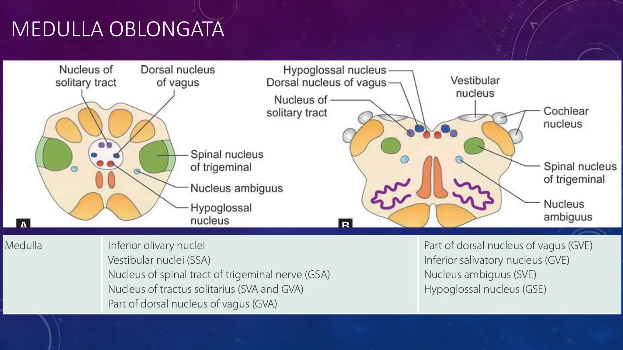 MEDULLA OBLONGATA
 