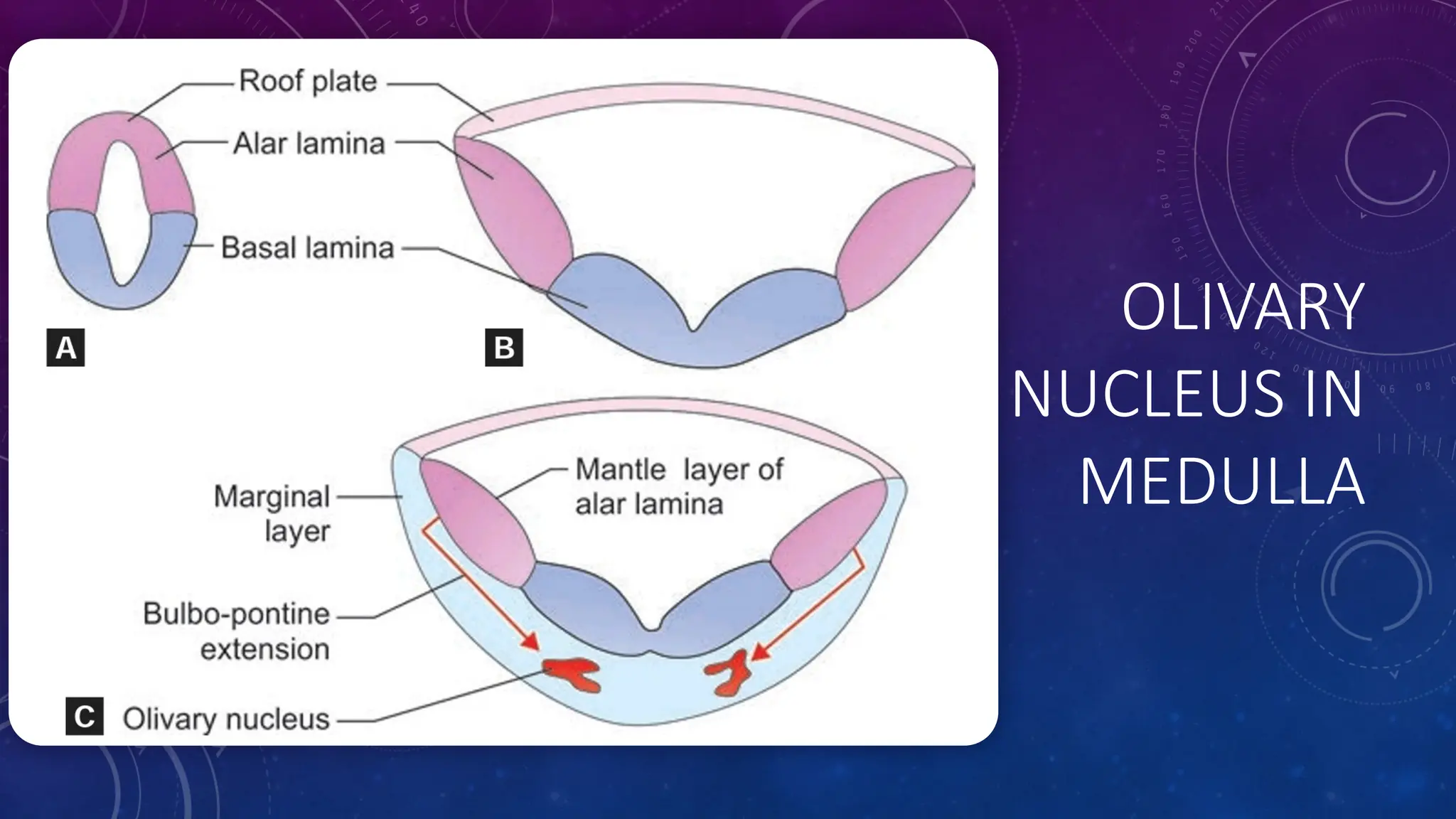 OLIVARY
NUCLEUS IN
MEDULLA
 