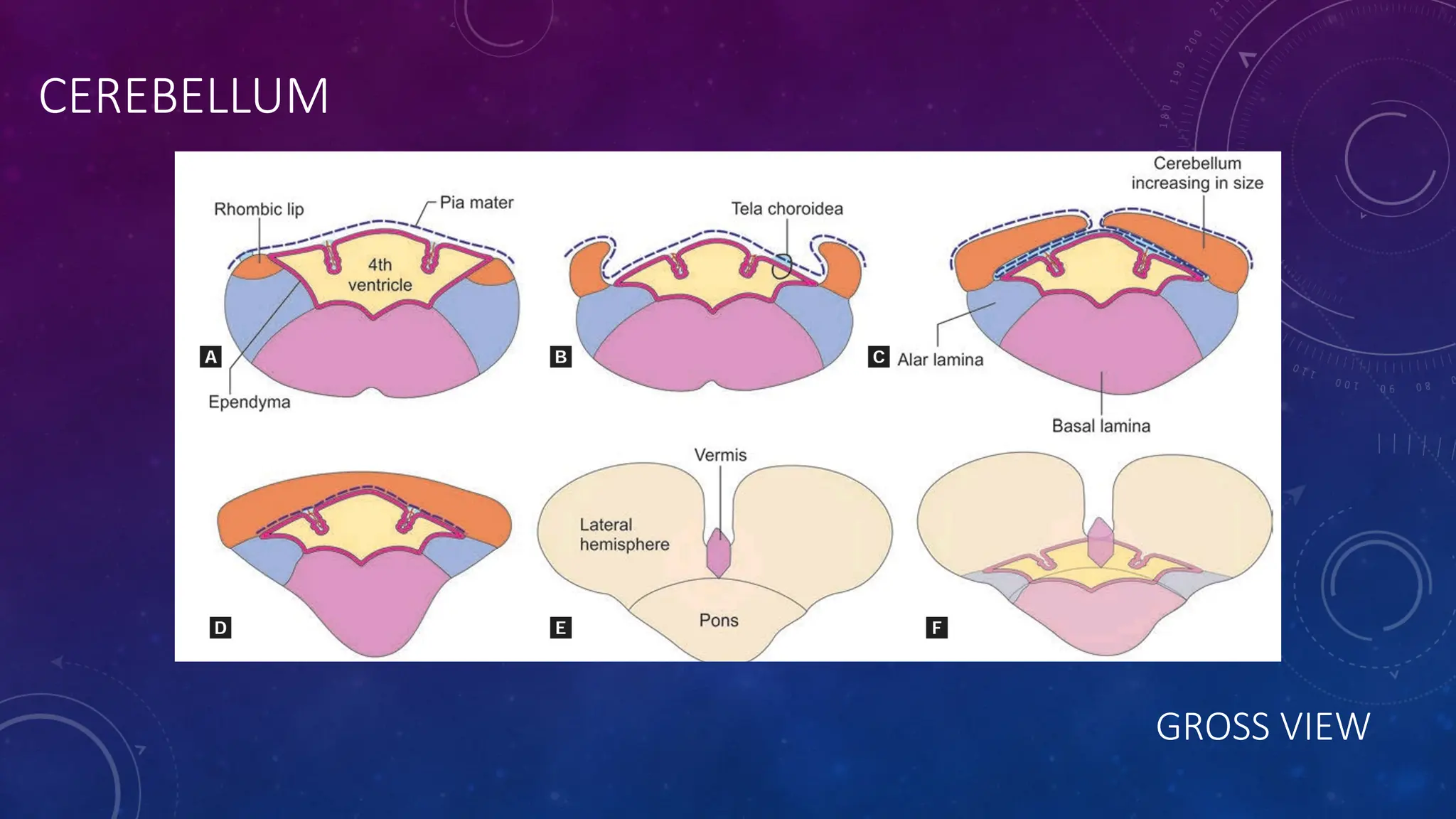 CEREBELLUM
GROSS VIEW
 