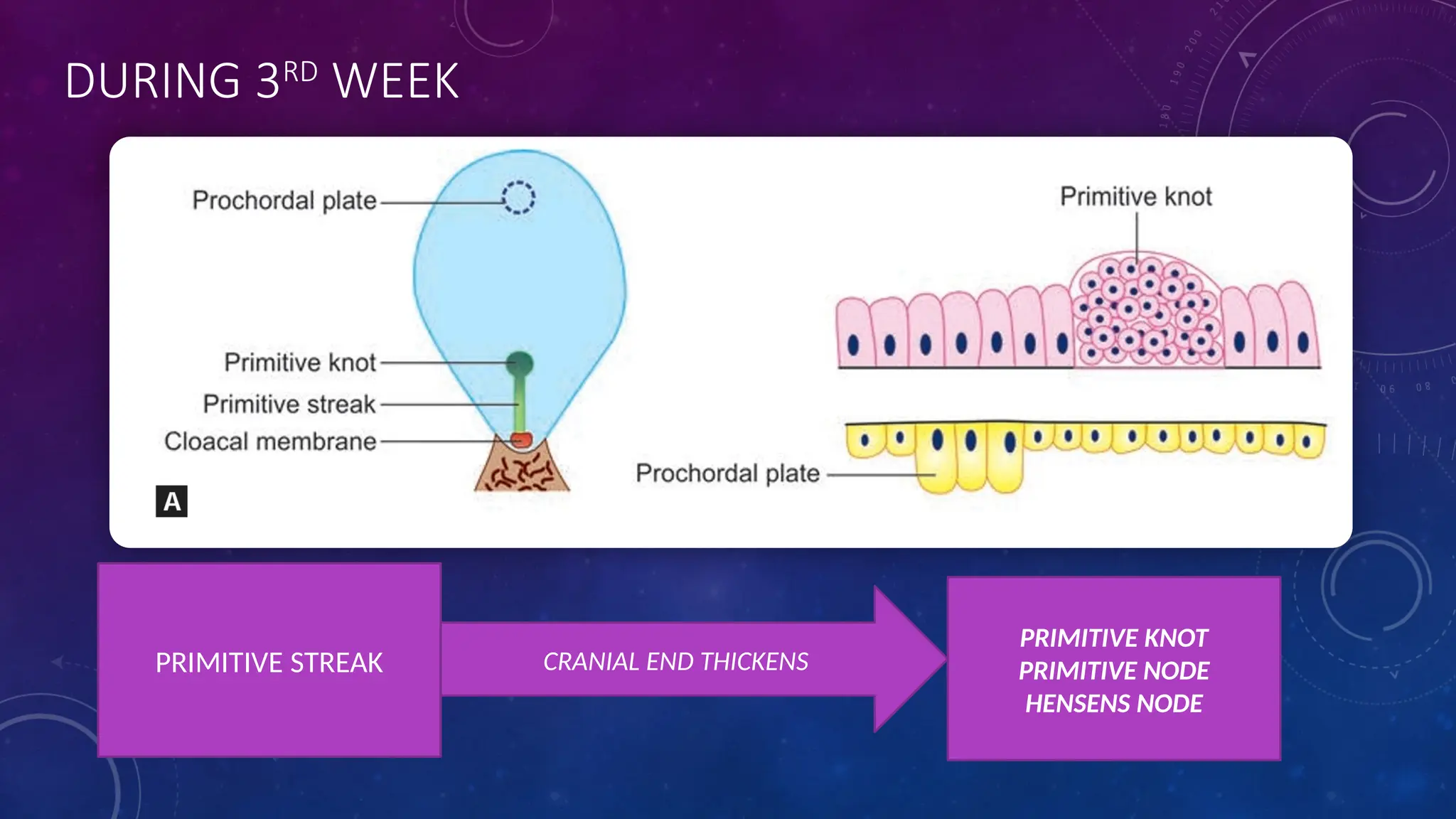 DURING 3RD
WEEK
PRIMITIVE KNOT
PRIMITIVE NODE
HENSENS NODE
PRIMITIVE STREAK CRANIAL END THICKENS
 