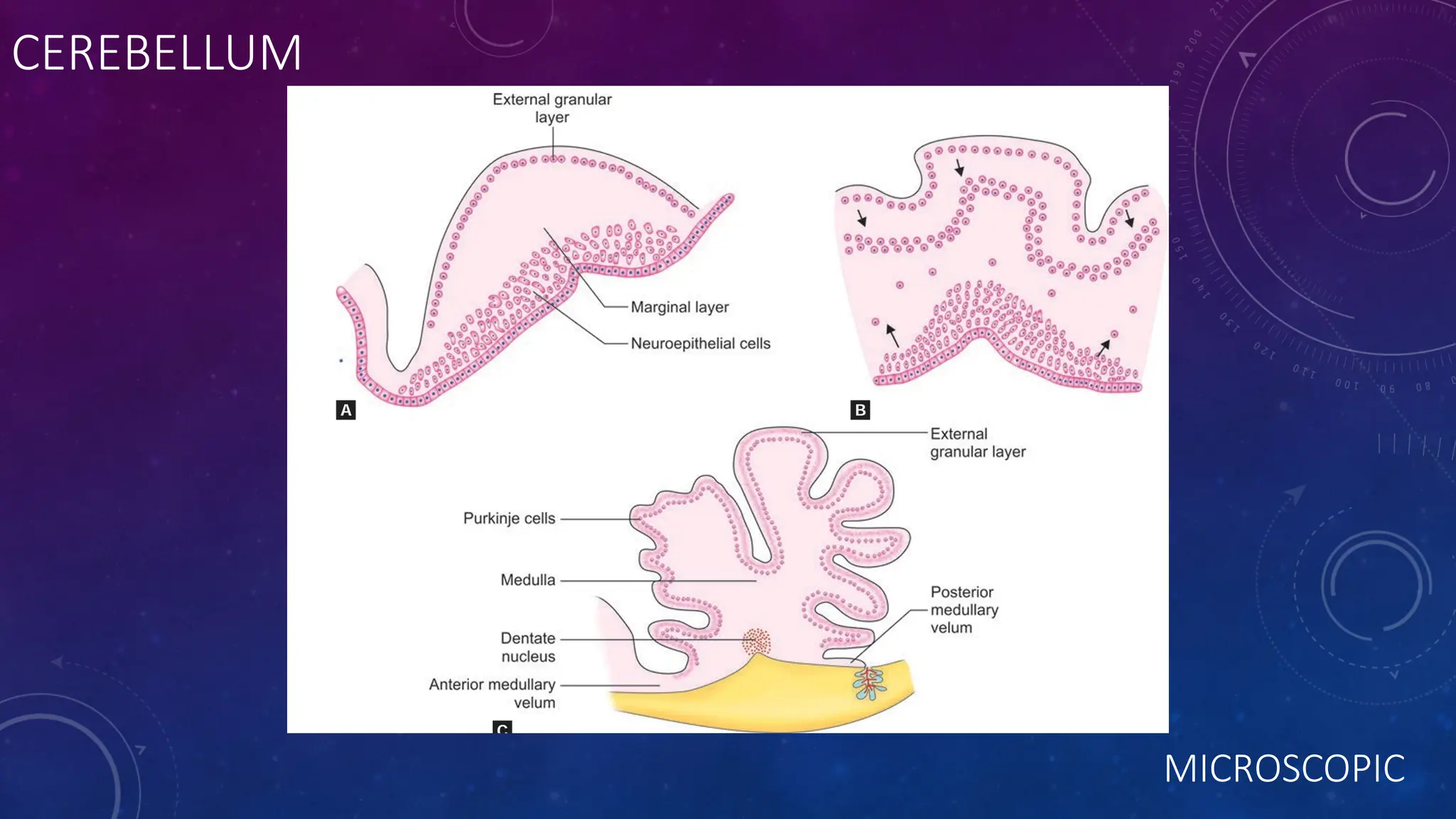 CEREBELLUM
MICROSCOPIC
 