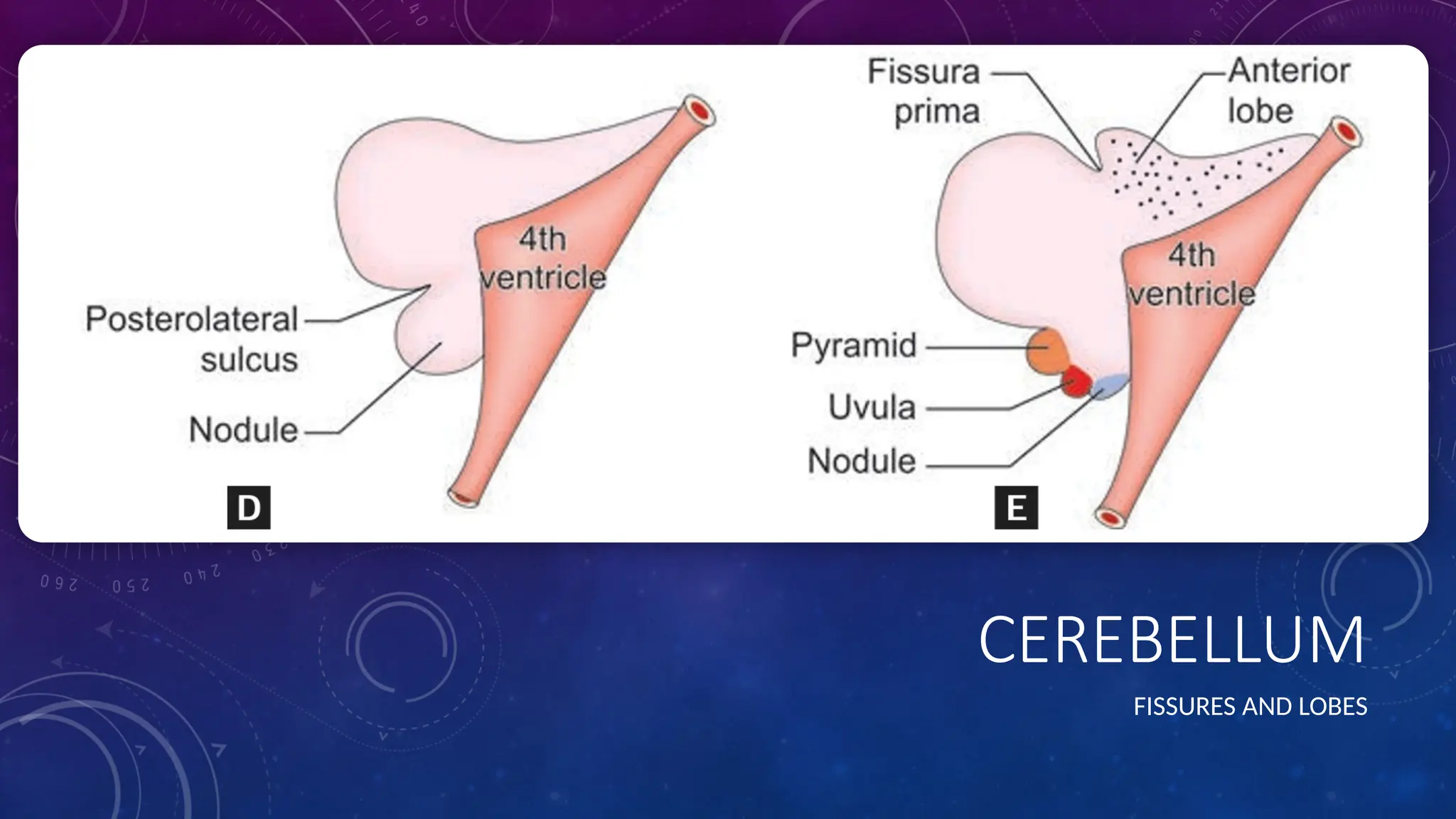 CEREBELLUM
FISSURES AND LOBES
 