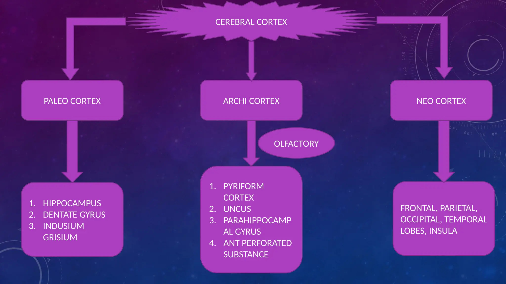 CEREBRAL CORTEX
PALEO CORTEX ARCHI CORTEX NEO CORTEX
1. HIPPOCAMPUS
2. DENTATE GYRUS
3. INDUSIUM
GRISIUM
1. PYRIFORM
CORTEX
2. UNCUS
3. PARAHIPPOCAMP
AL GYRUS
4. ANT PERFORATED
SUBSTANCE
FRONTAL, PARIETAL,
OCCIPITAL, TEMPORAL
LOBES, INSULA
OLFACTORY
 