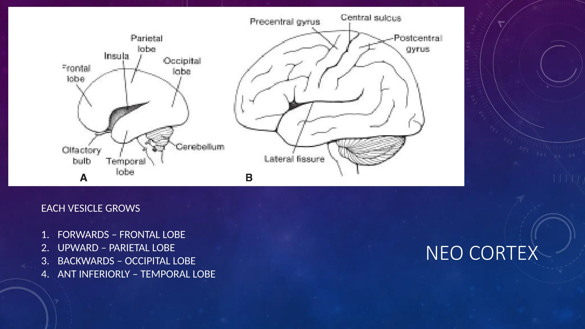 NEO CORTEX
EACH VESICLE GROWS
1. FORWARDS – FRONTAL LOBE
2. UPWARD – PARIETAL LOBE
3. BACKWARDS – OCCIPITAL LOBE
4. ANT INFERIORLY – TEMPORAL LOBE
 
