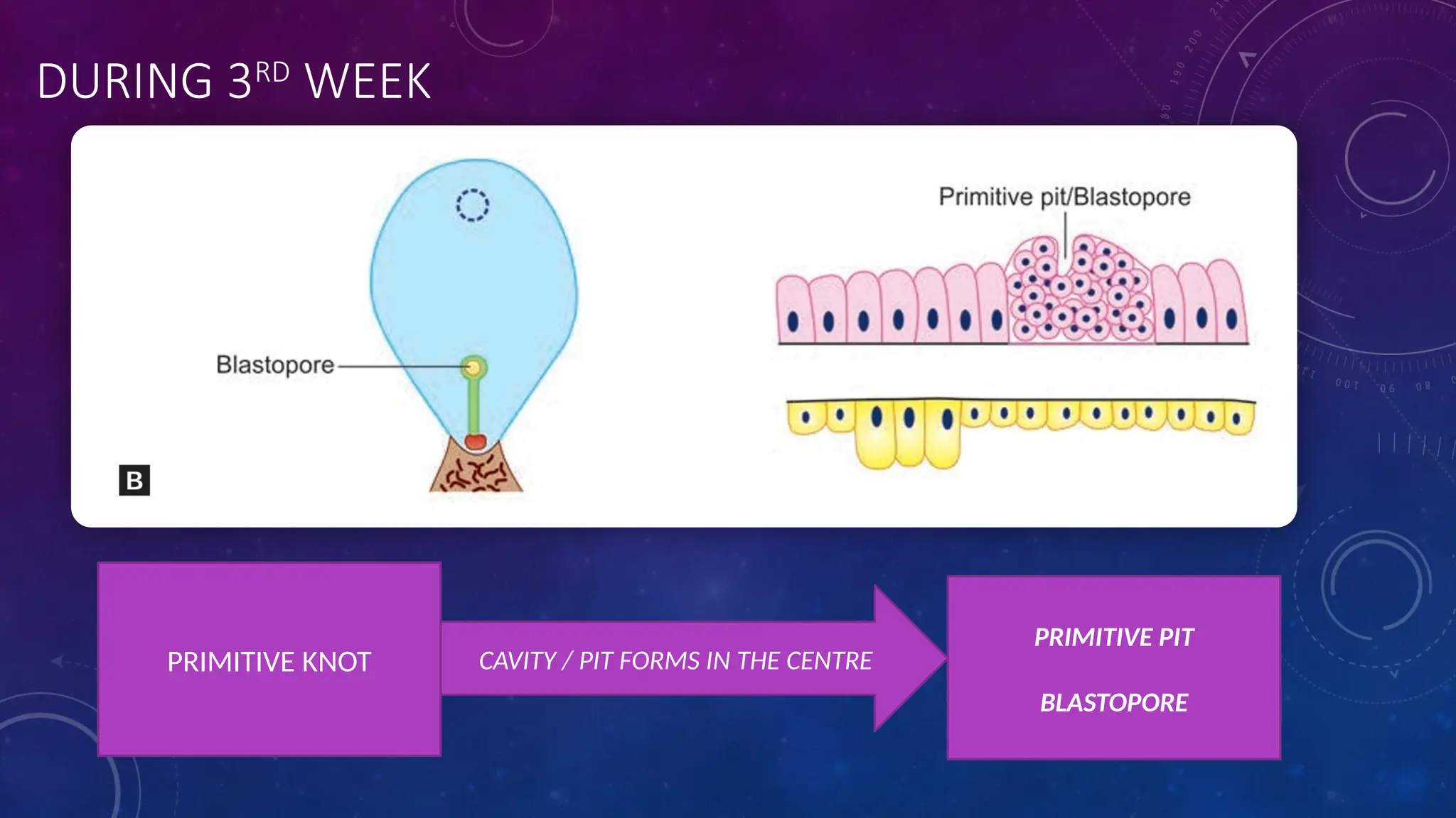 DURING 3RD
WEEK
PRIMITIVE KNOT CAVITY / PIT FORMS IN THE CENTRE
PRIMITIVE PIT
BLASTOPORE
 