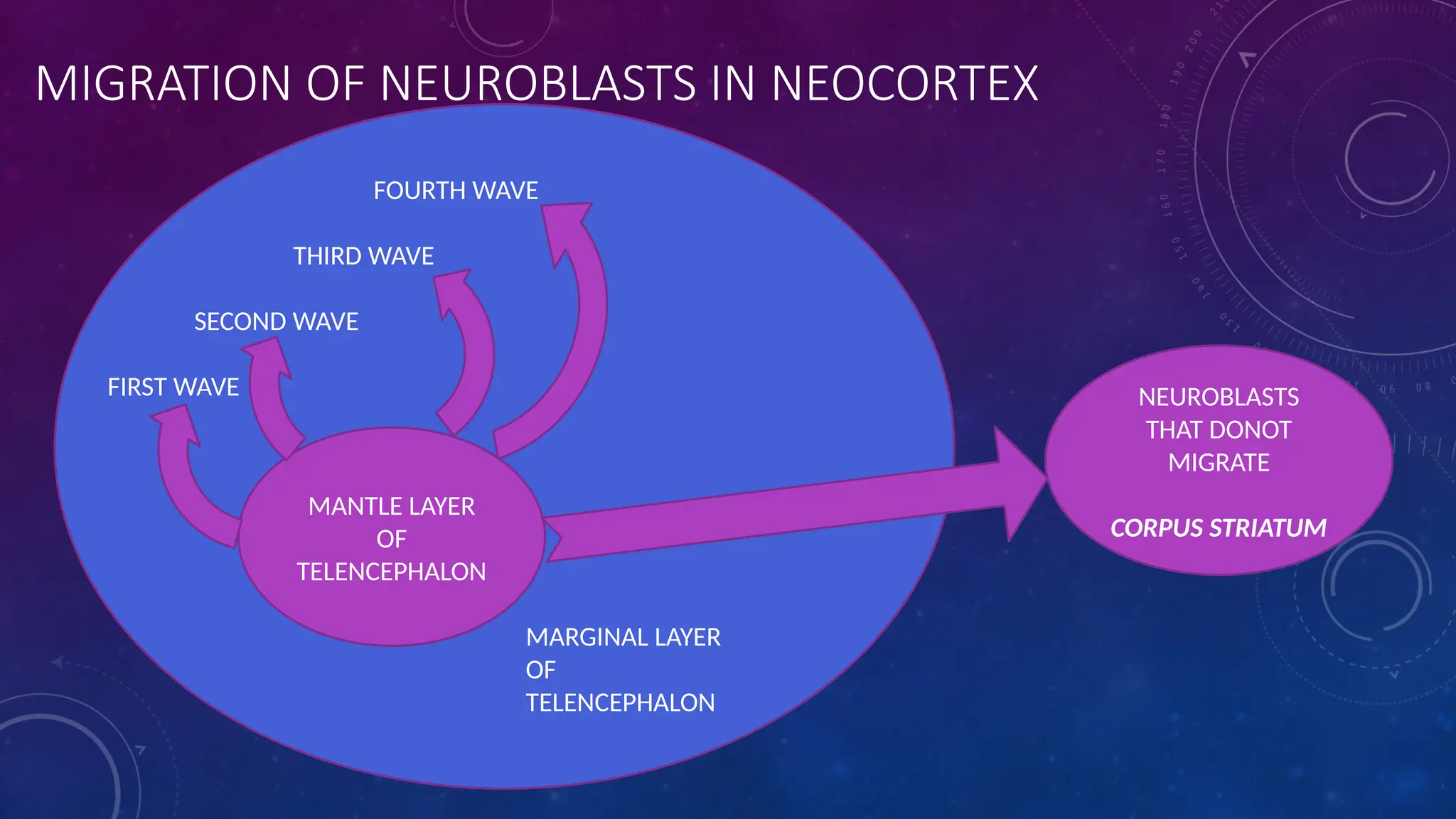 MIGRATION OF NEUROBLASTS IN NEOCORTEX
MANTLE LAYER
OF
TELENCEPHALON
MARGINAL LAYER
OF
TELENCEPHALON
FOURTH WAVE
THIRD WAVE
SECOND WAVE
FIRST WAVE NEUROBLASTS
THAT DONOT
MIGRATE
CORPUS STRIATUM
 