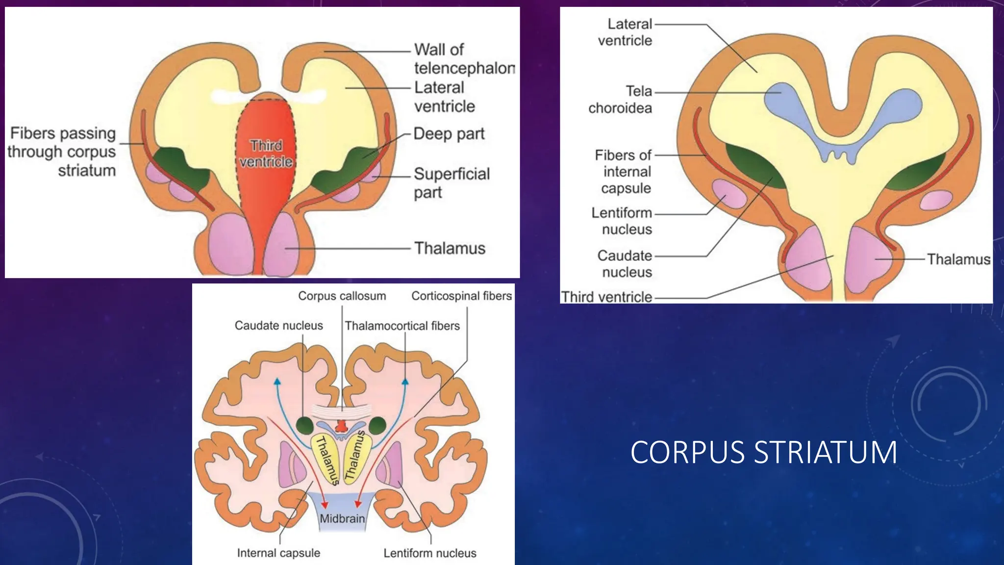 CORPUS STRIATUM
 