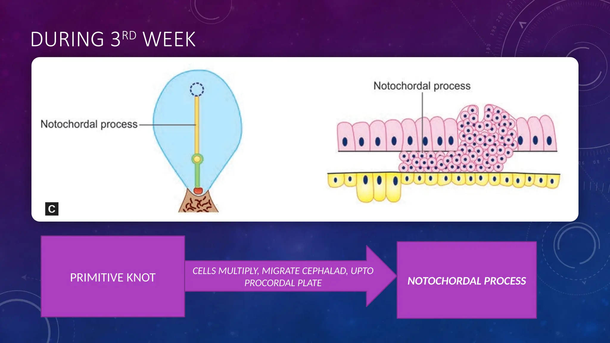 DURING 3RD
WEEK
PRIMITIVE KNOT
CELLS MULTIPLY, MIGRATE CEPHALAD, UPTO
PROCORDAL PLATE NOTOCHORDAL PROCESS
 